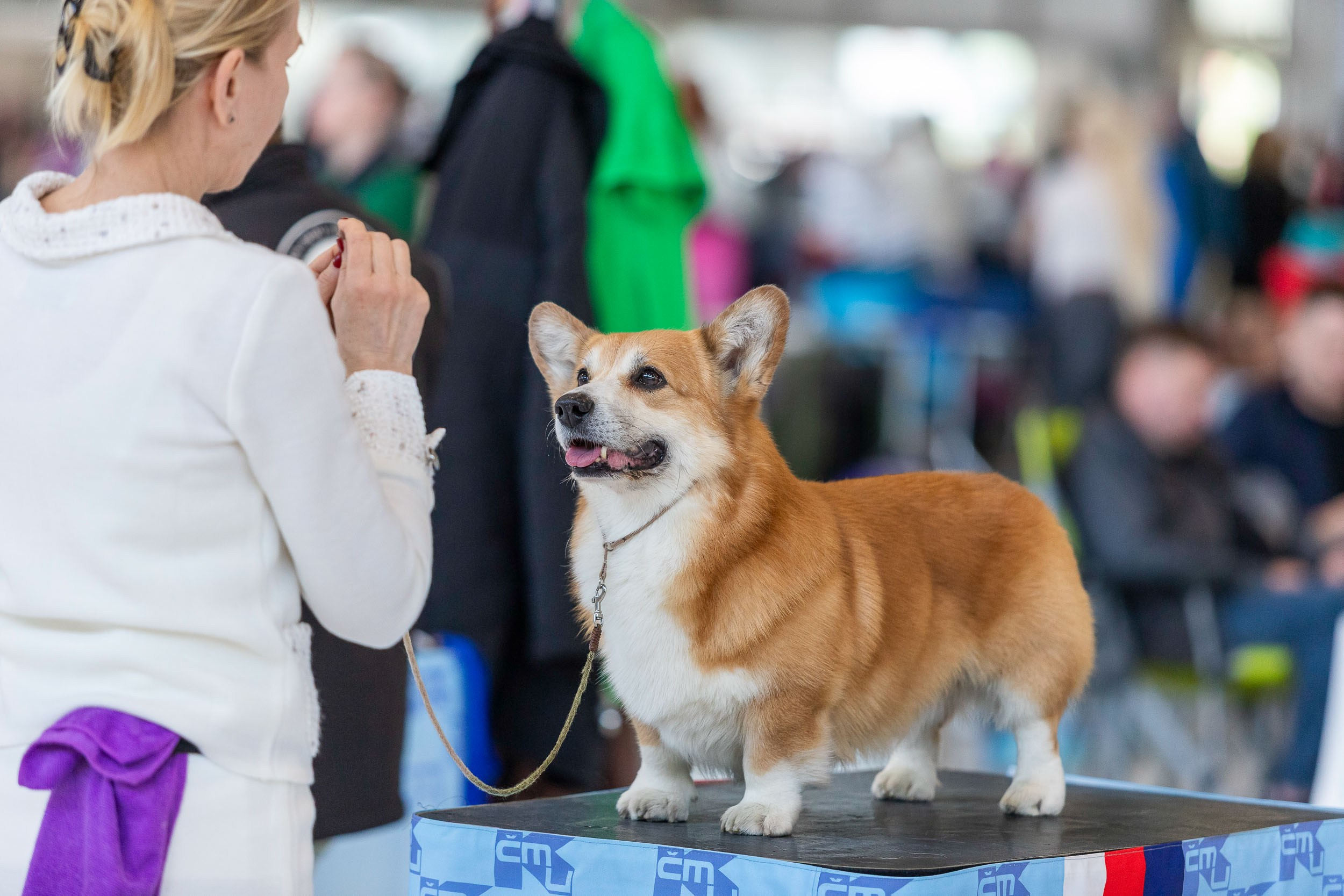 Dog Shows. Yurii Orlyk Photography