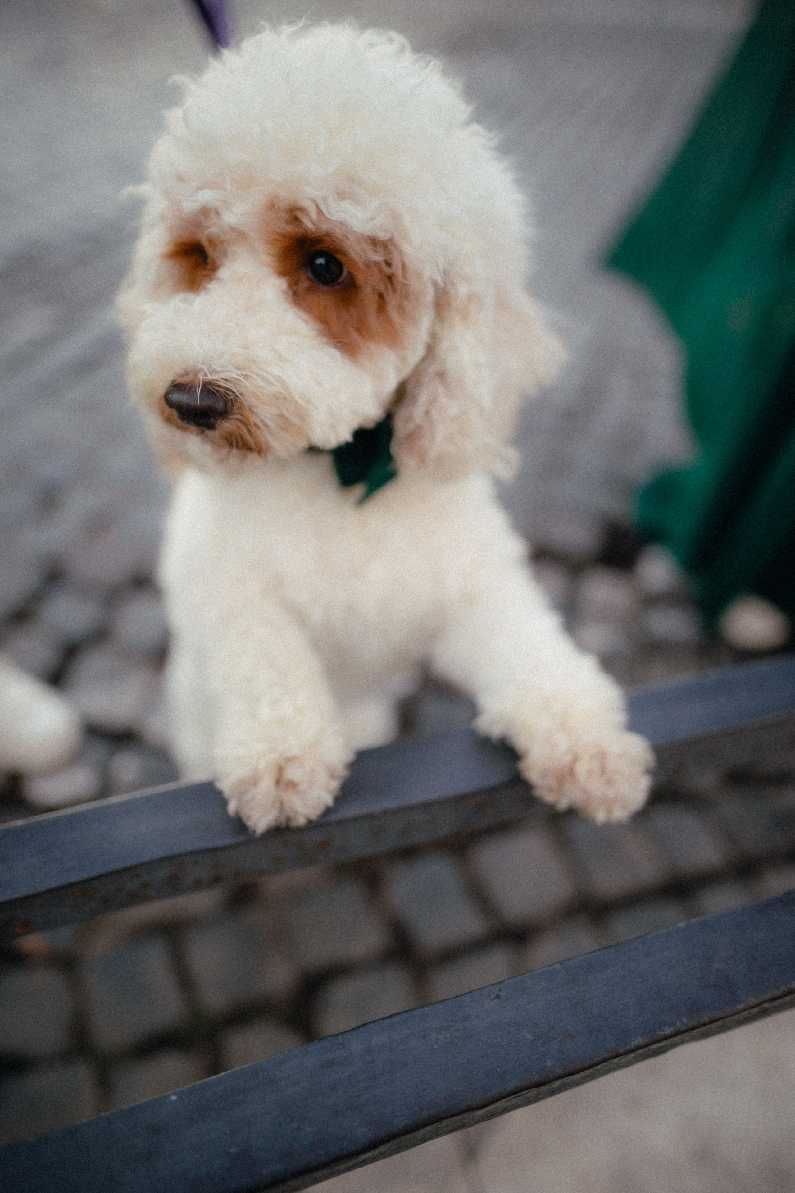 Lorenza & CJ. Фотограф в Милане Анна Линник