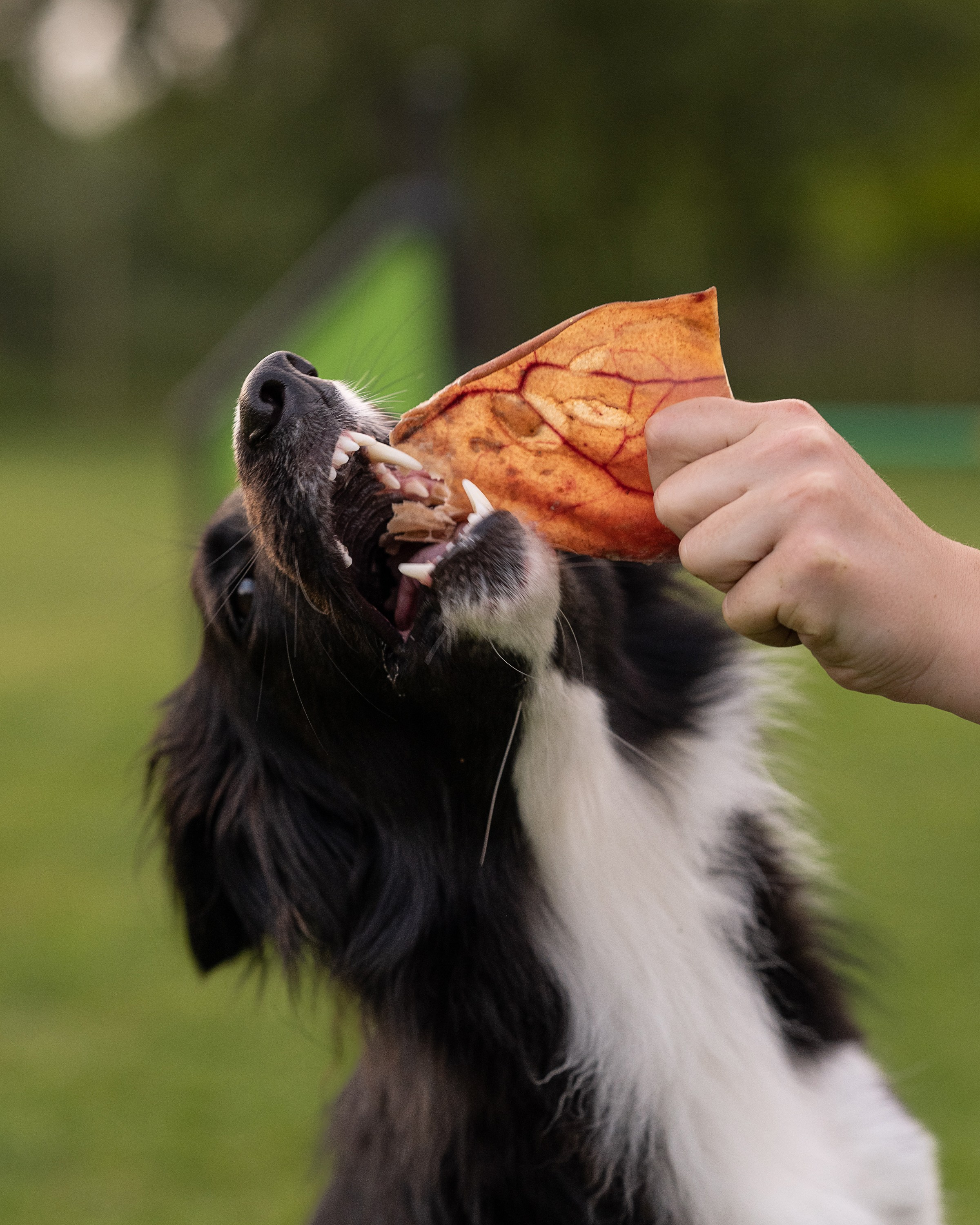 Commercial & UGC Pet Product Photography by Tanya Asfir. Tanya Asfir — Pet & Animal Photographer | Belgrade, Serbia