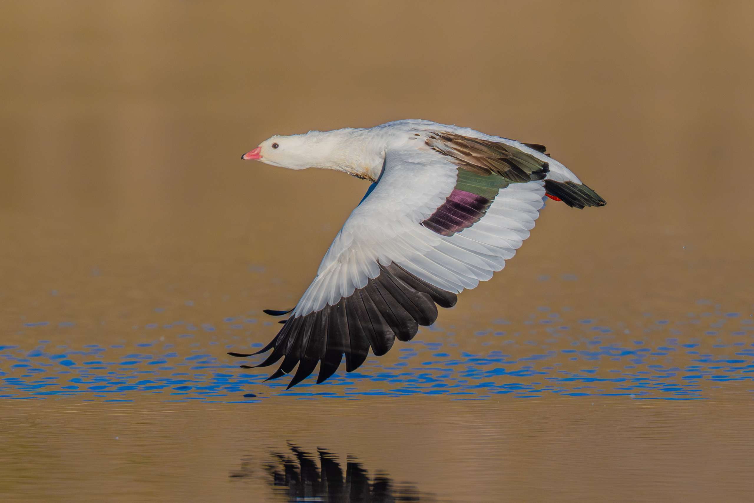 Ganzos. Nature photographer Yuri Soria-Galvarro