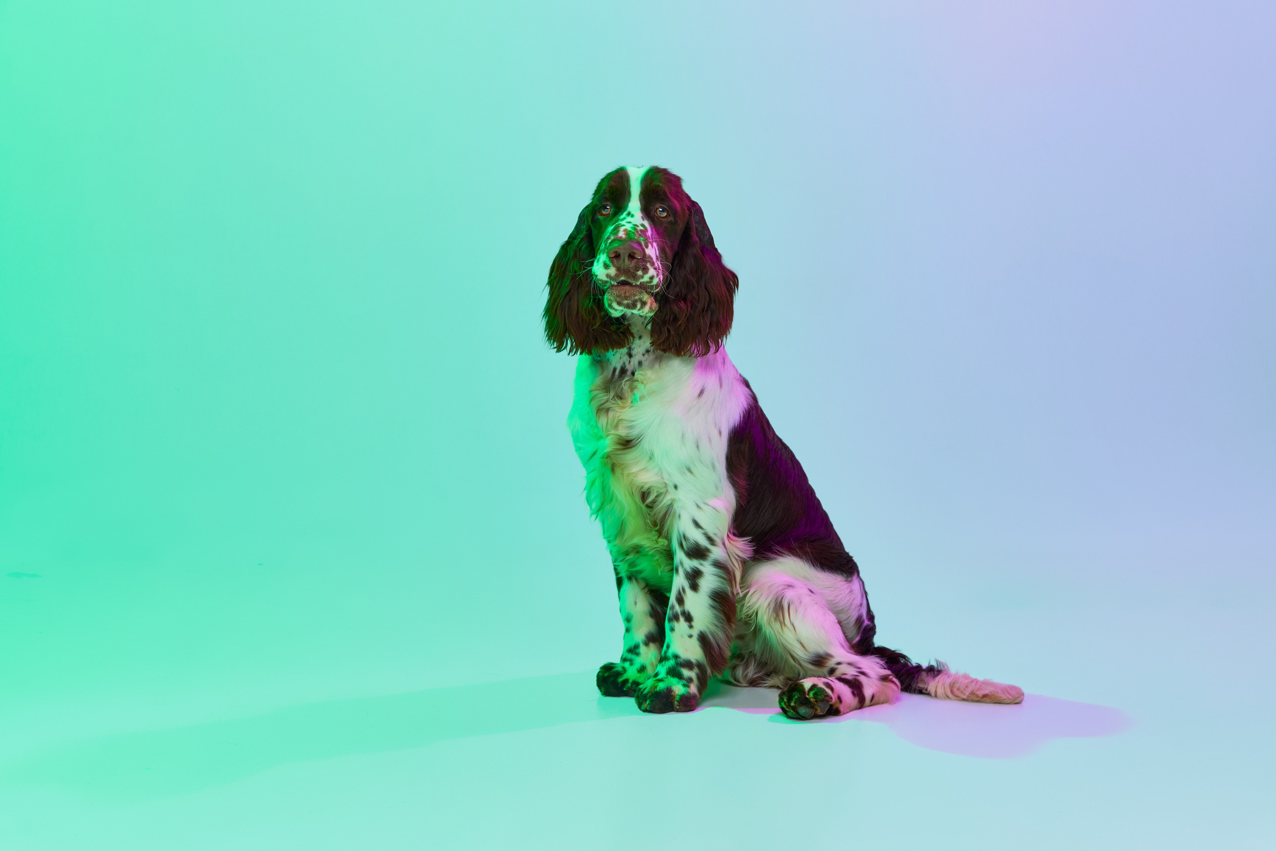 Gallery. Website of the titled stud dog of the Springer Spaniel breed