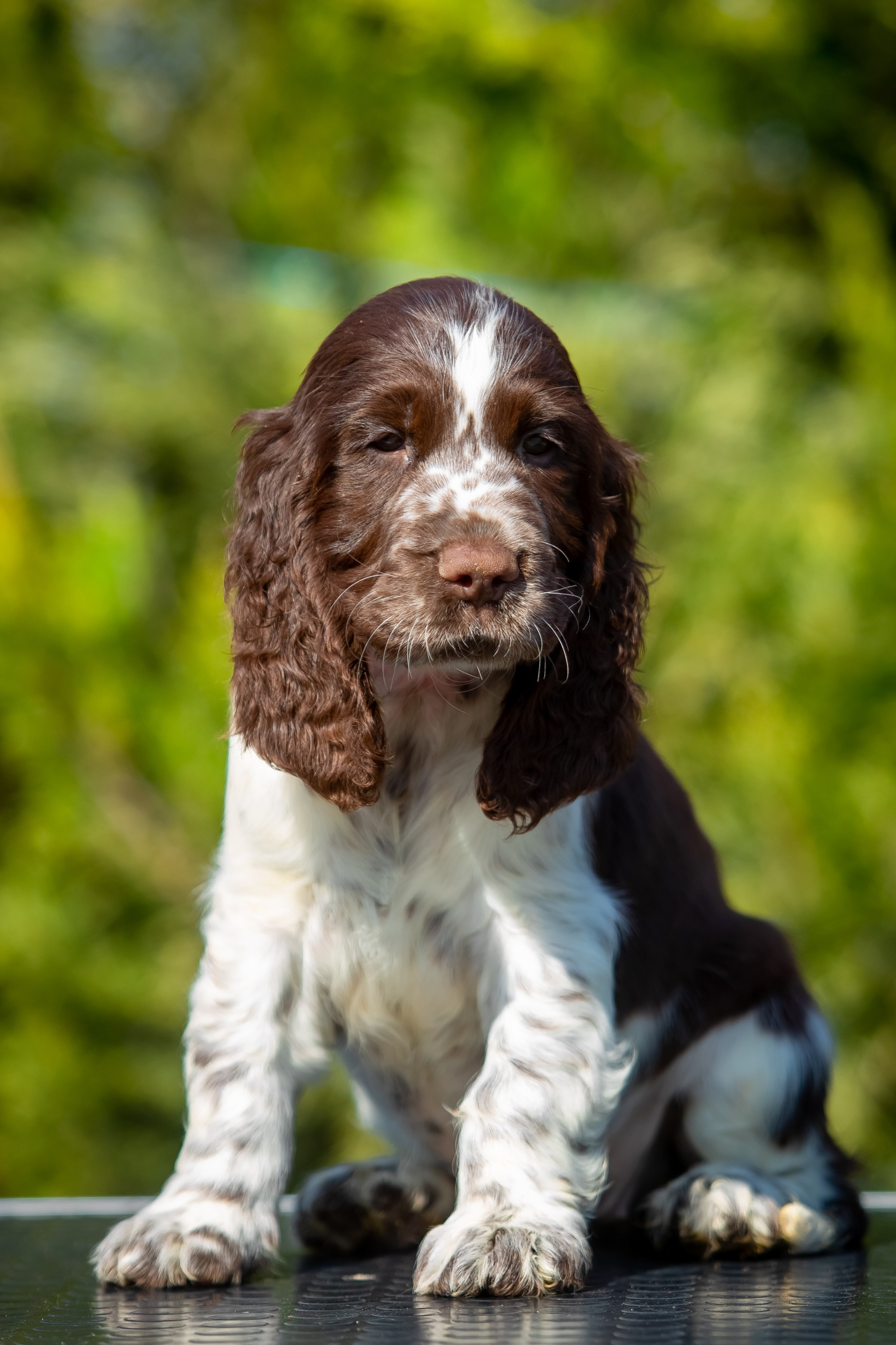 Female — Pink collar 💗. Website of the titled stud dog of the Springer Spaniel breed