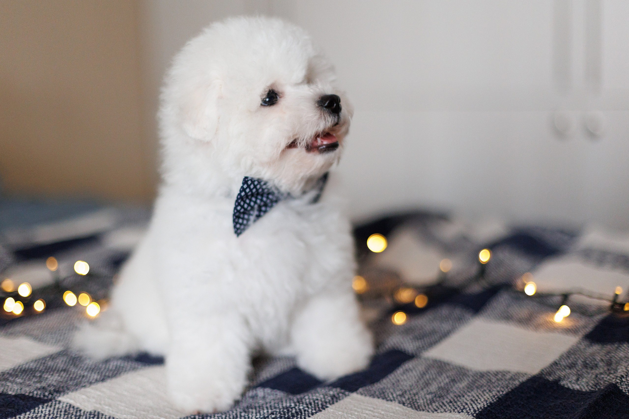 Sara's puppies. Семейный фотограф в Кишинёве Пулькина Ольга