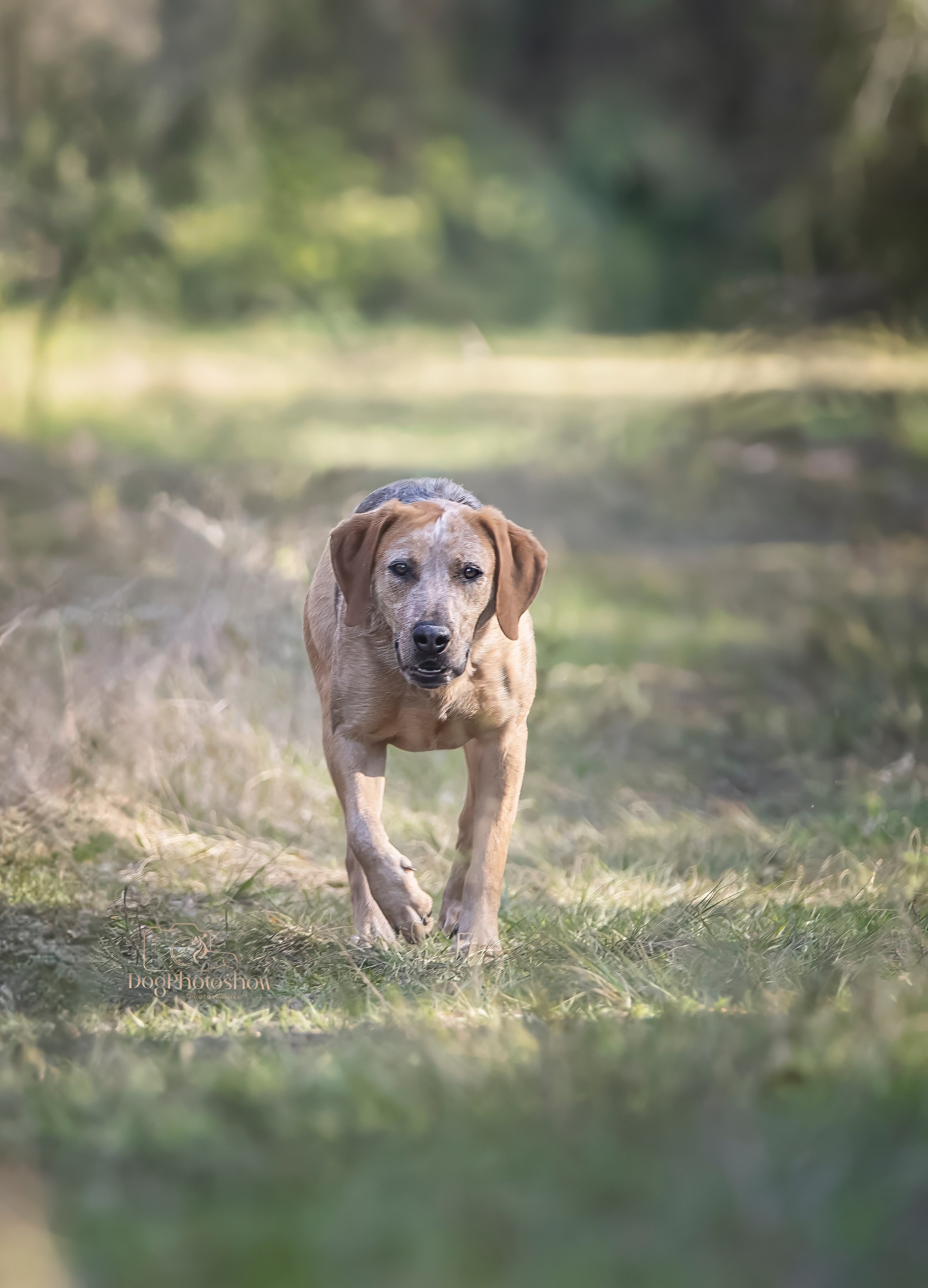 📸 10. Katerina Royter Pet Photographer North Florida