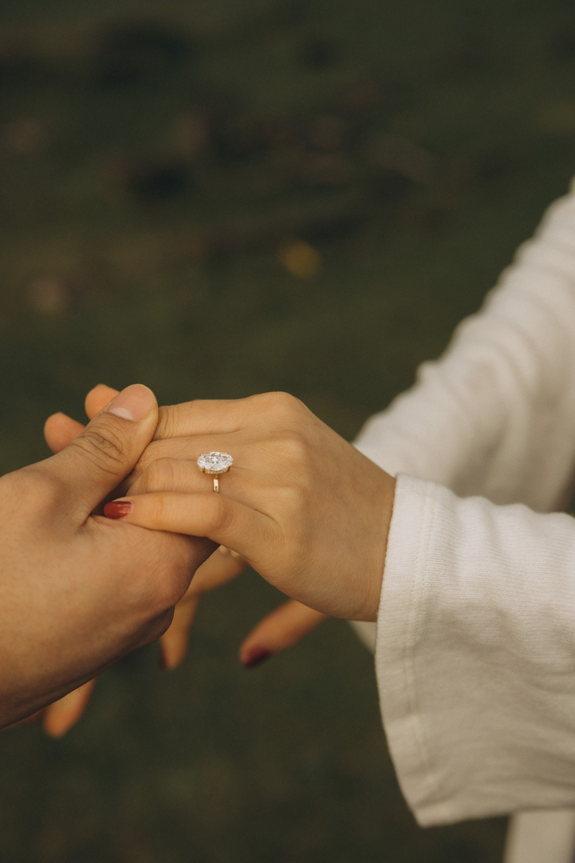 Proposal in Fanal Forest