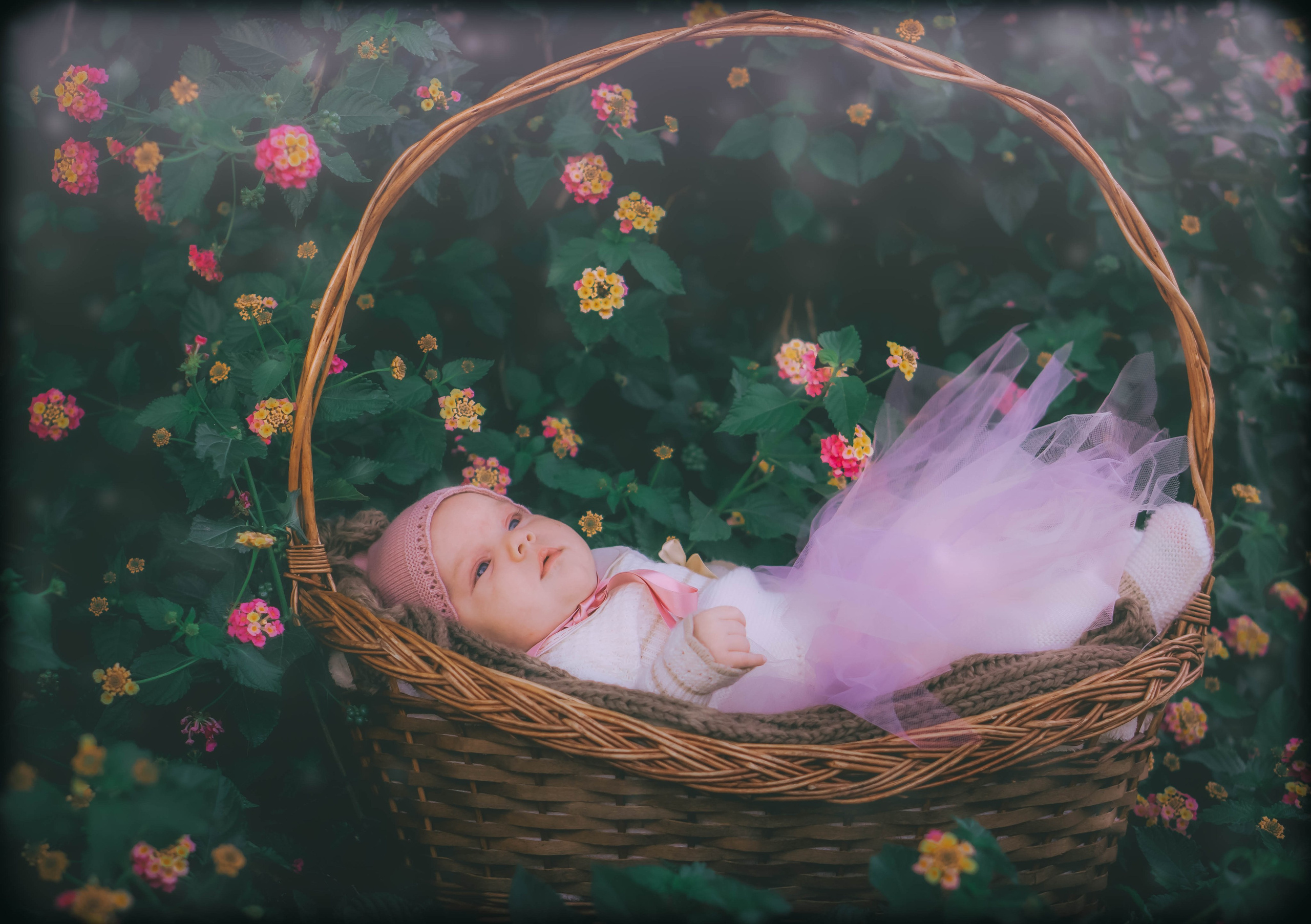 Olivia. Alba del Norte Studio