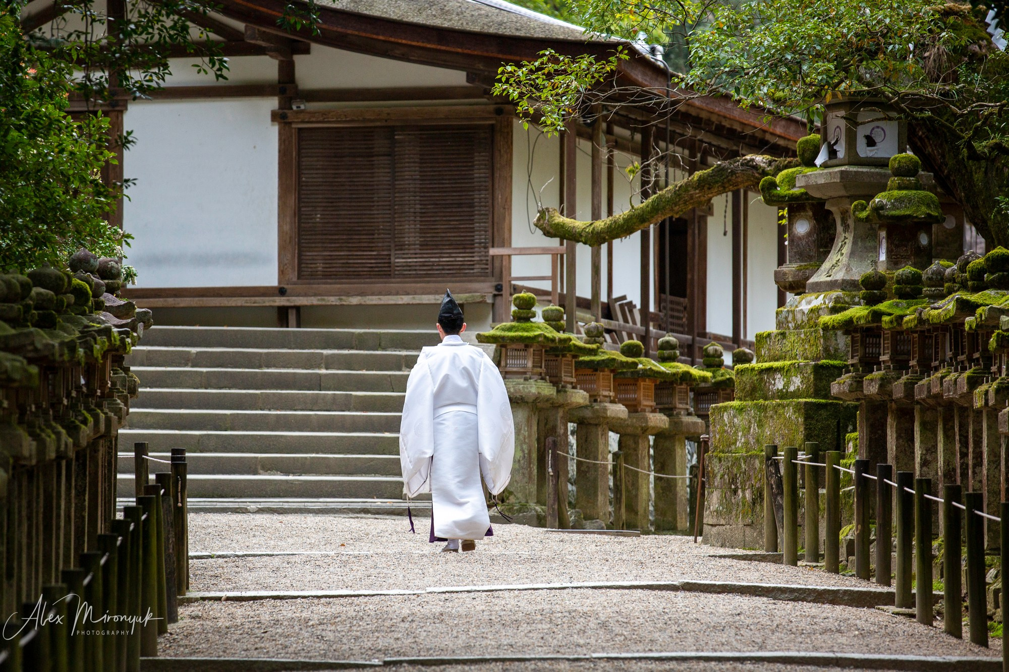 Hanami Season in Japan. Pet, Senior, Landscape, portrait studio, photographer in Miami and Sou