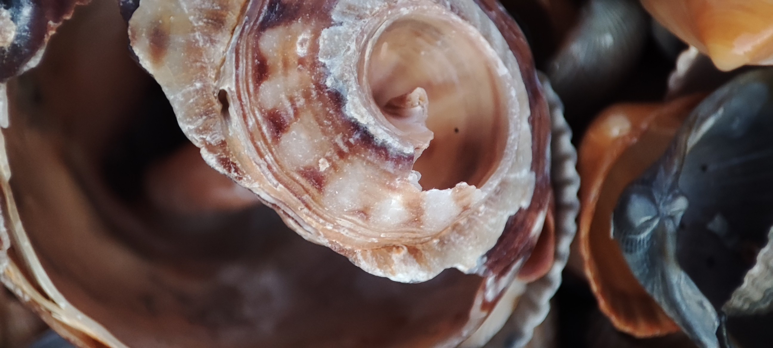 Fotografie Macro~ Close up. Andreea Ivan art-Fotograf Constanta, Fotograf profesionist Constanta, Fotograf de nunta Constanta, botez, sedinte foto cu tematica, portret