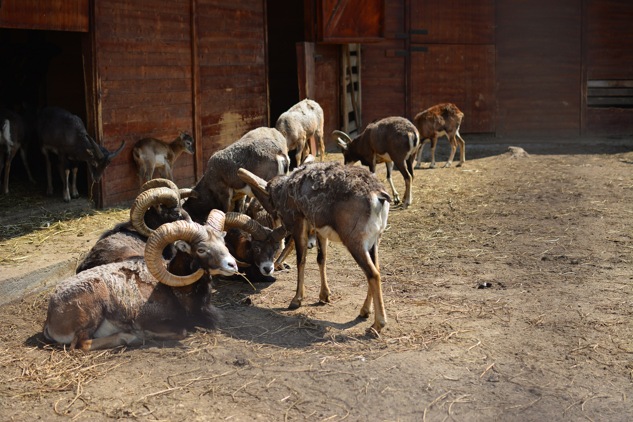 ~Animale si alte vietati~. Andreea Ivan art-Fotograf Constanta, Fotograf profesionist Constanta, Fotograf de nunta Constanta, botez, sedinte foto cu tematica, portret