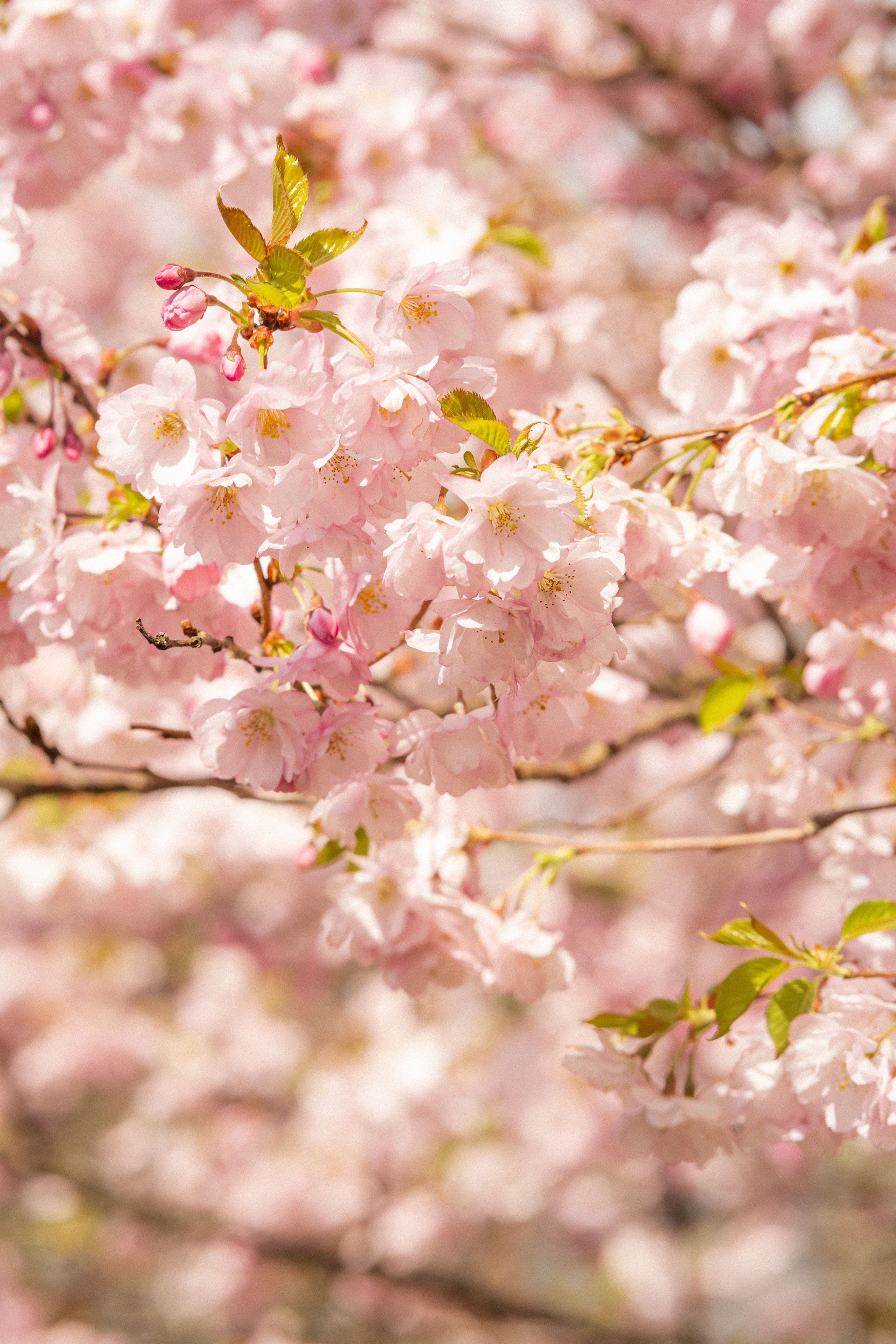 Corgis in Sakura blossom. Kat Laisaar — Pet photographer in Tallinn