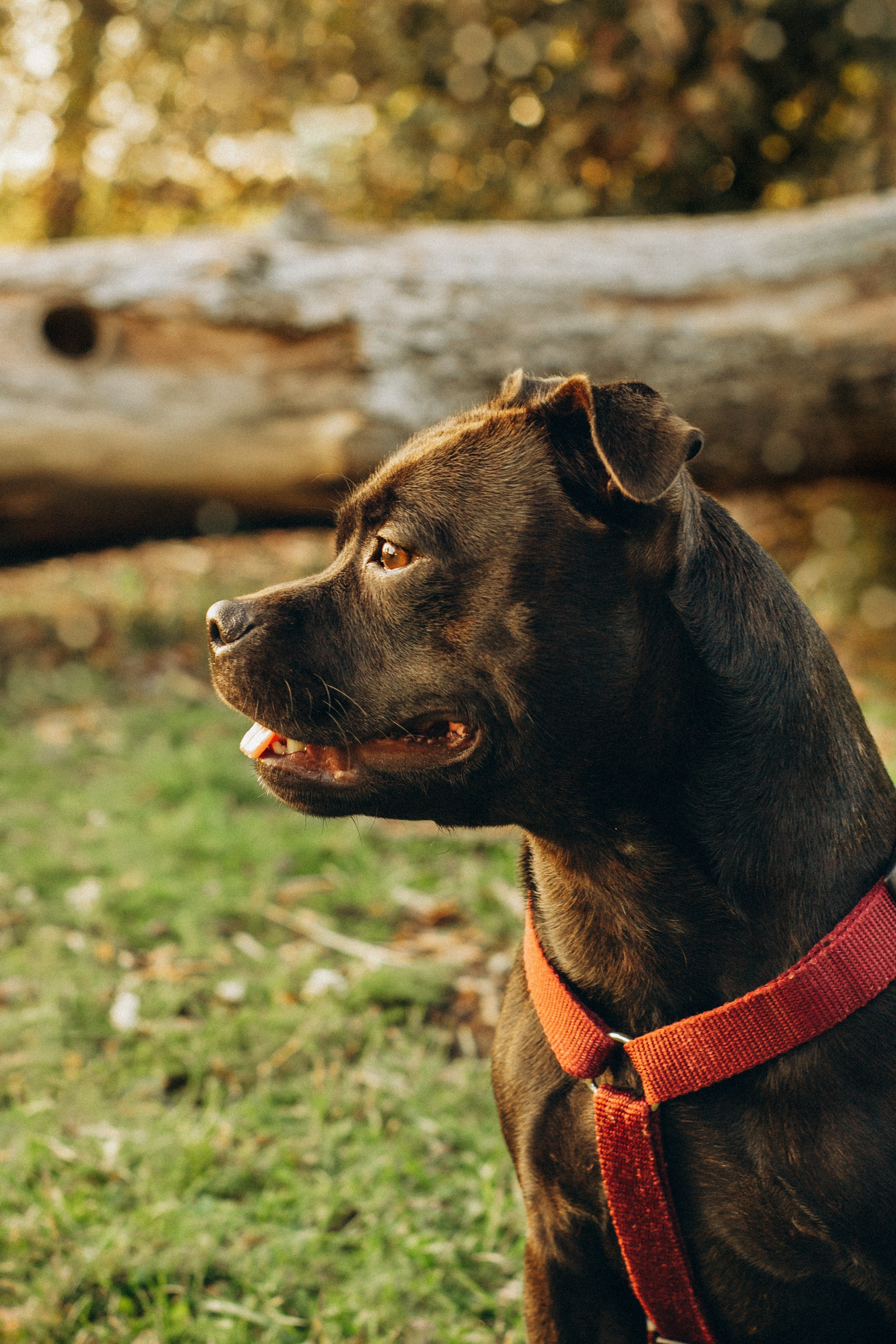 Severa and Barracuda, Staffordshire Bull Terriers. Kat Laisaar — Pet photographer in Tallinn