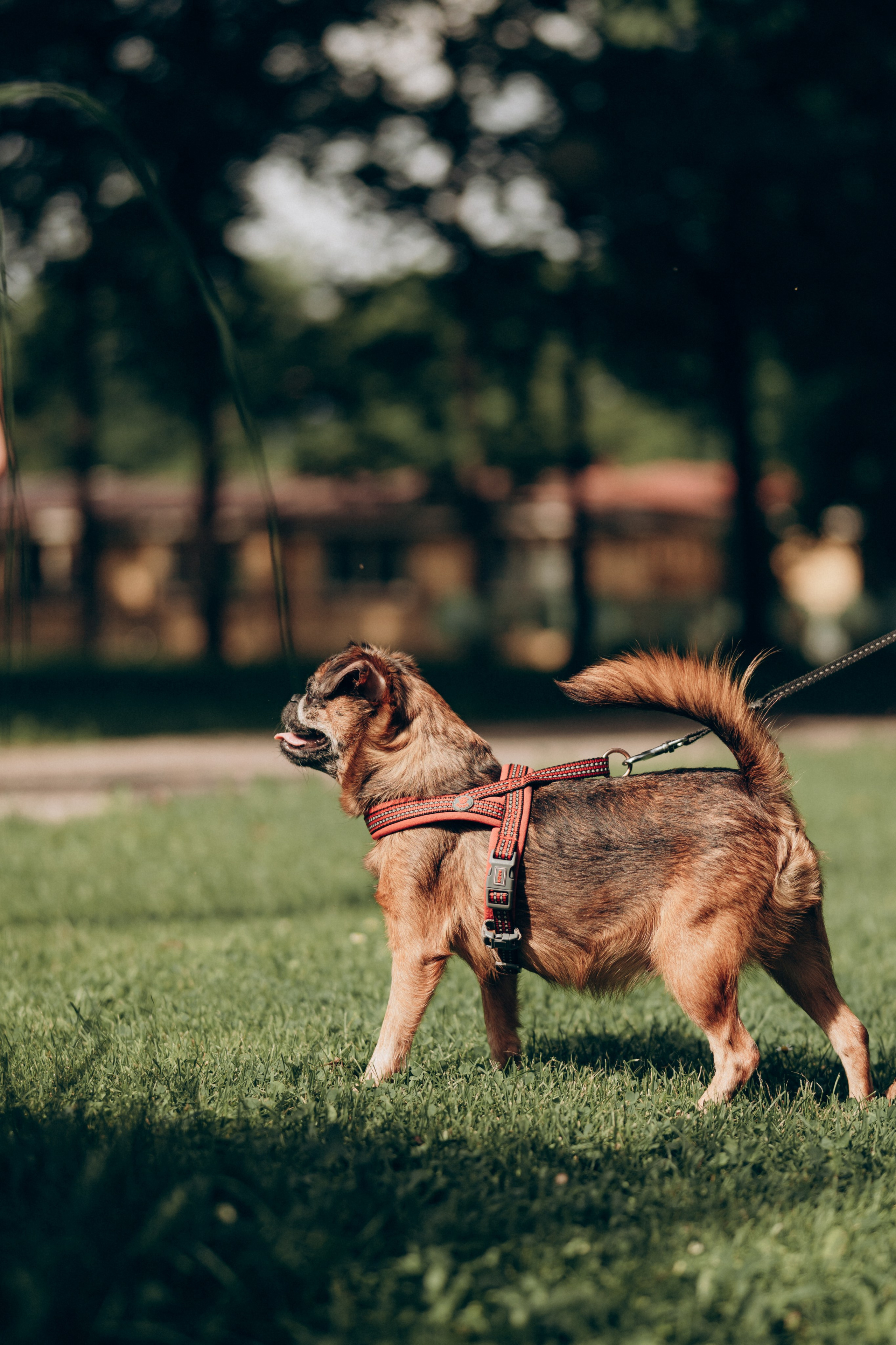 Natalia, Janik, Nusha & Betty. Фотограф-анималист в Таллинне, Катя Лайсаар