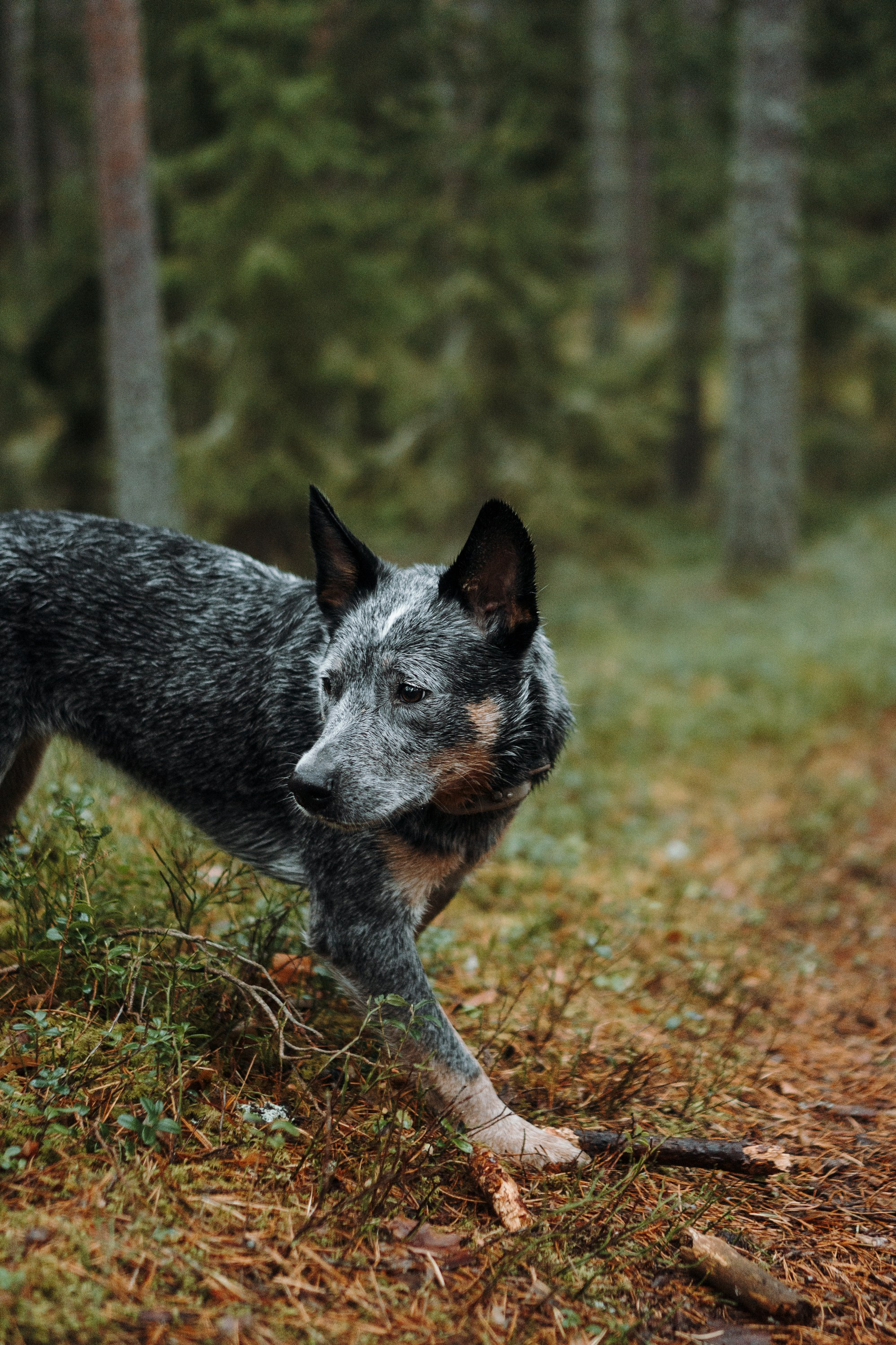 Polina and her Dakota, Australian Cattle Dog. Kat Laisaar — Pet photographer in Tallinn