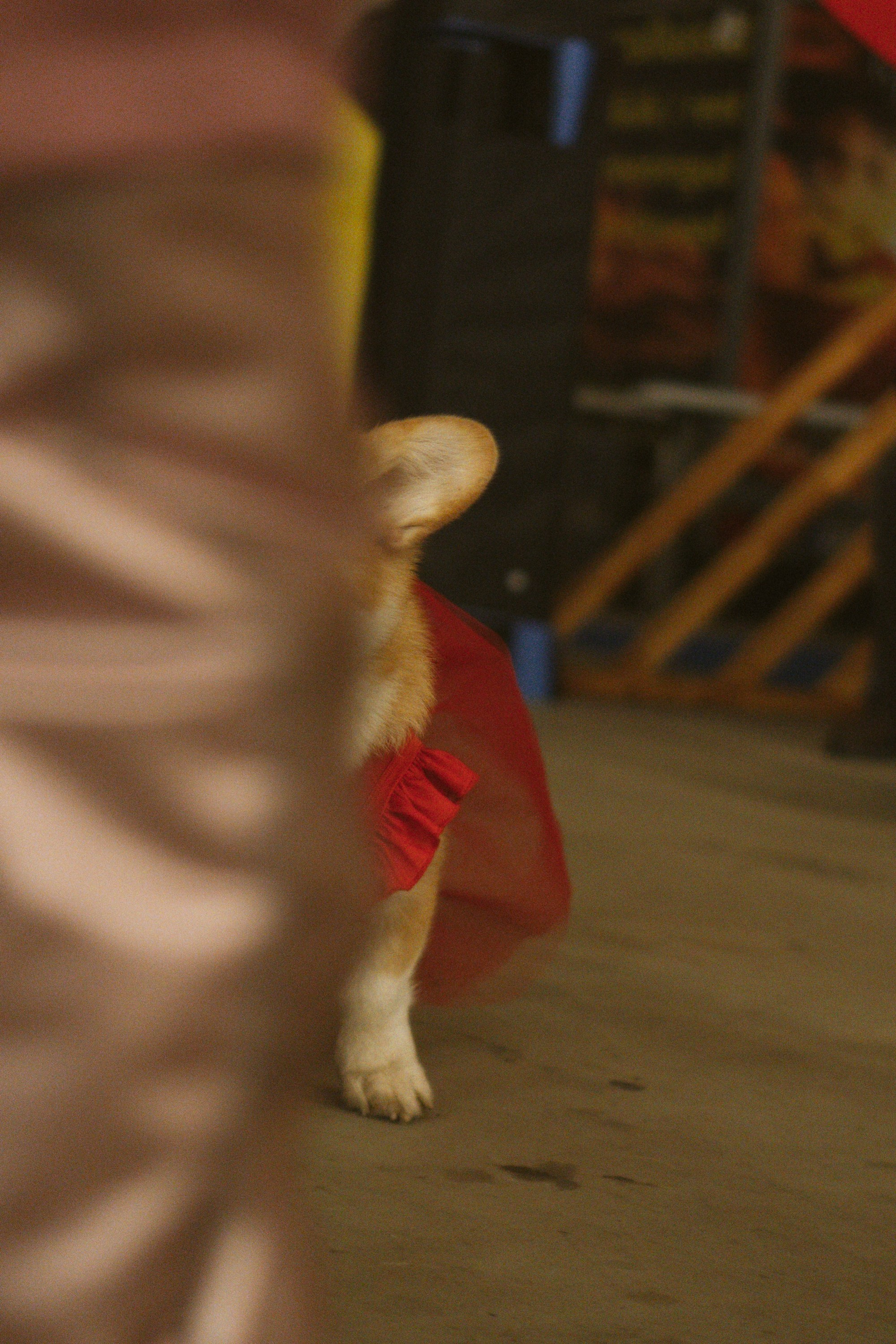 Corgi Fest, Christmas edition. Kat Laisaar — Pet photographer in Tallinn