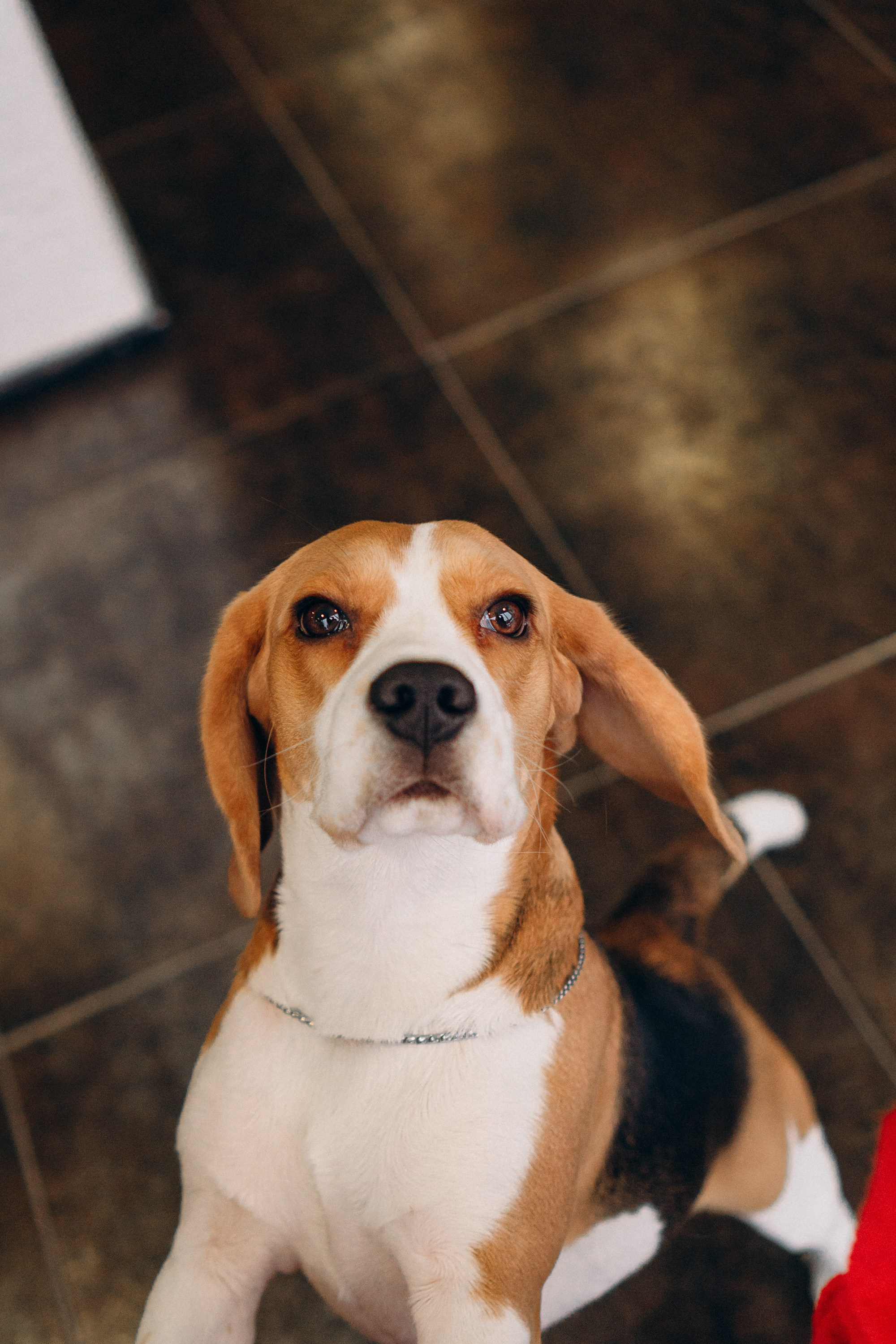 Luure & Cascada. Kat Laisaar — Pet photographer in Tallinn