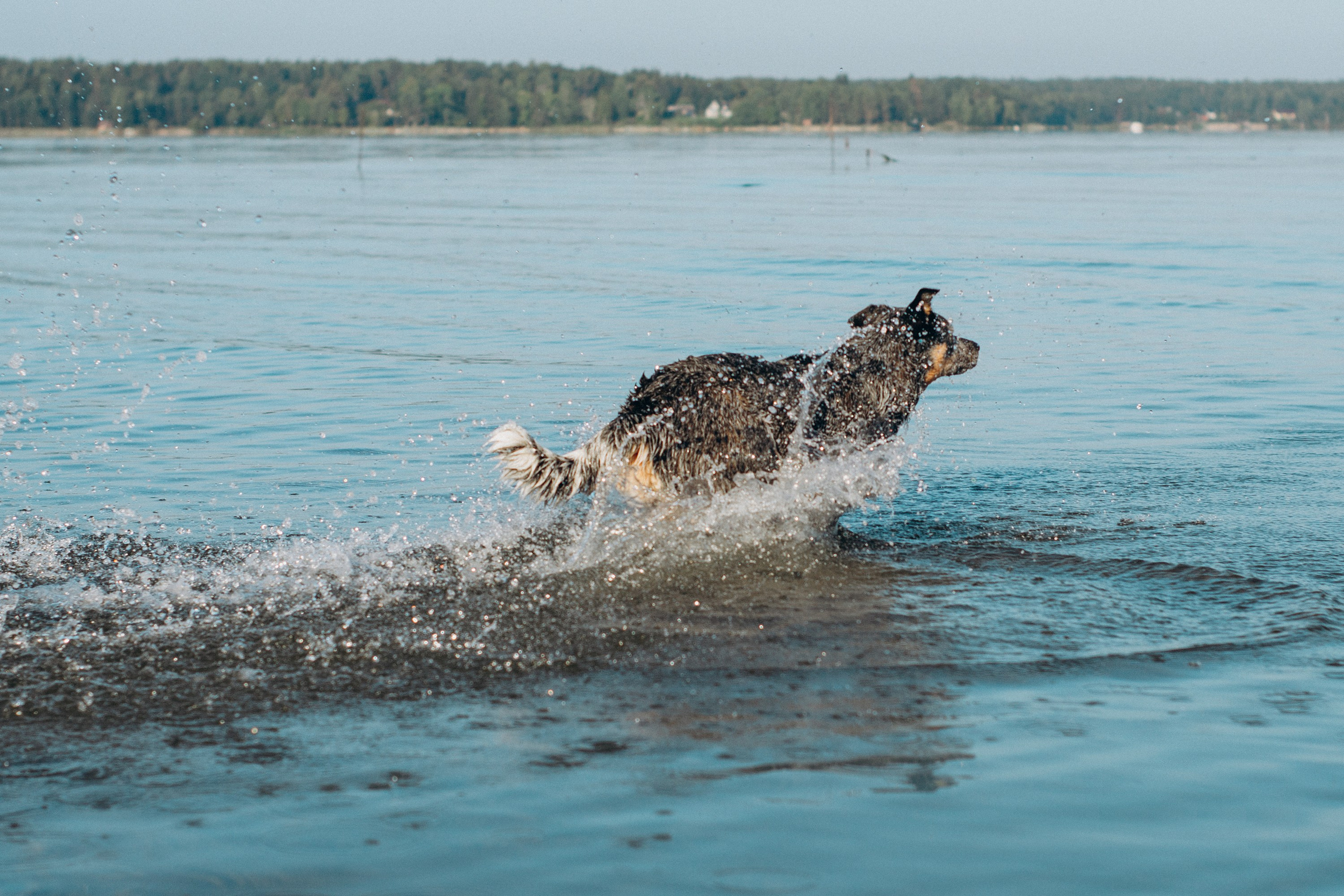 Dakota, Australian Cattle Dog. Kat Laisaar — Pet photographer in Tallinn