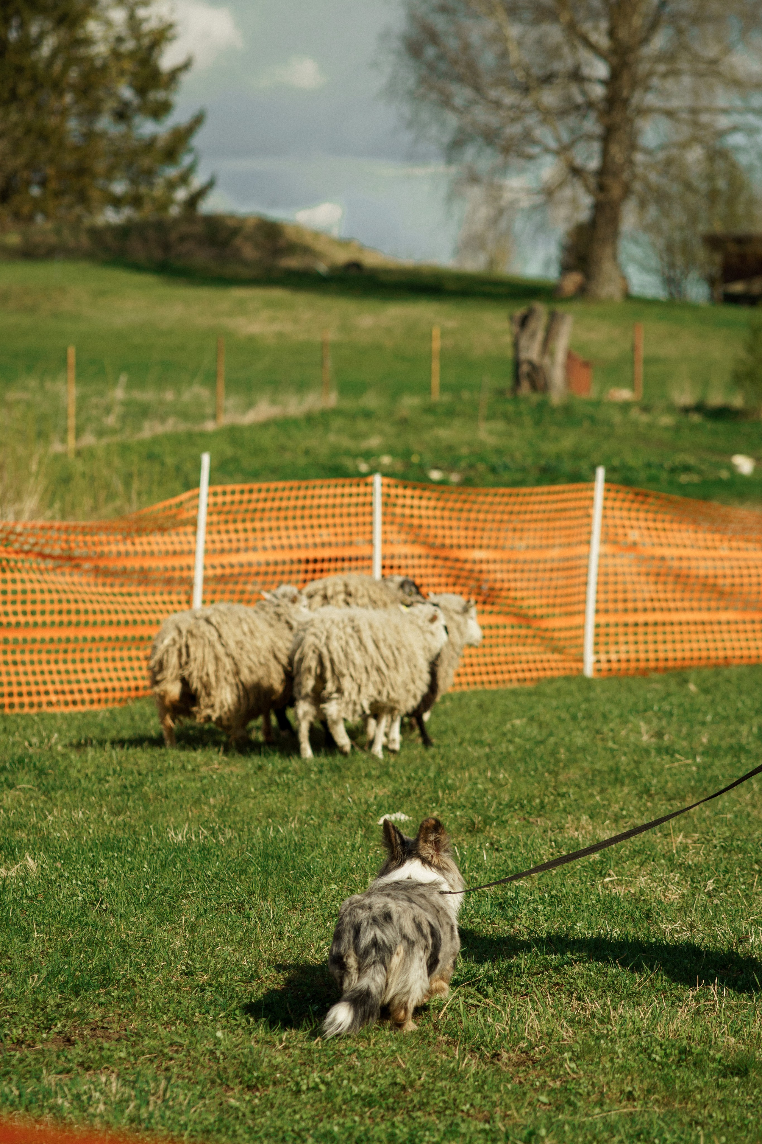 Herding Days, 26 apr. 2025. Kat Laisaar — Pet photographer in Tallinn