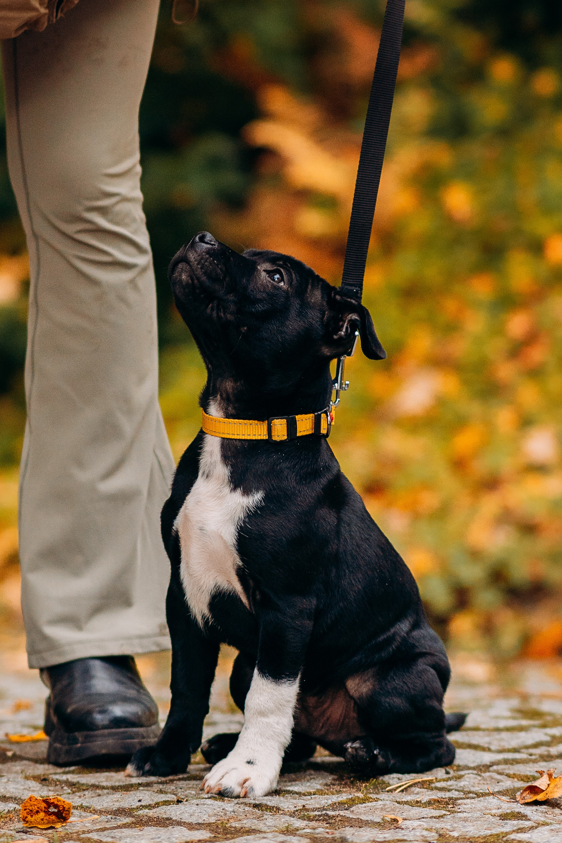 Staffordshire Bull Terriers Meetup. Kat Laisaar — Pet photographer in Tallinn