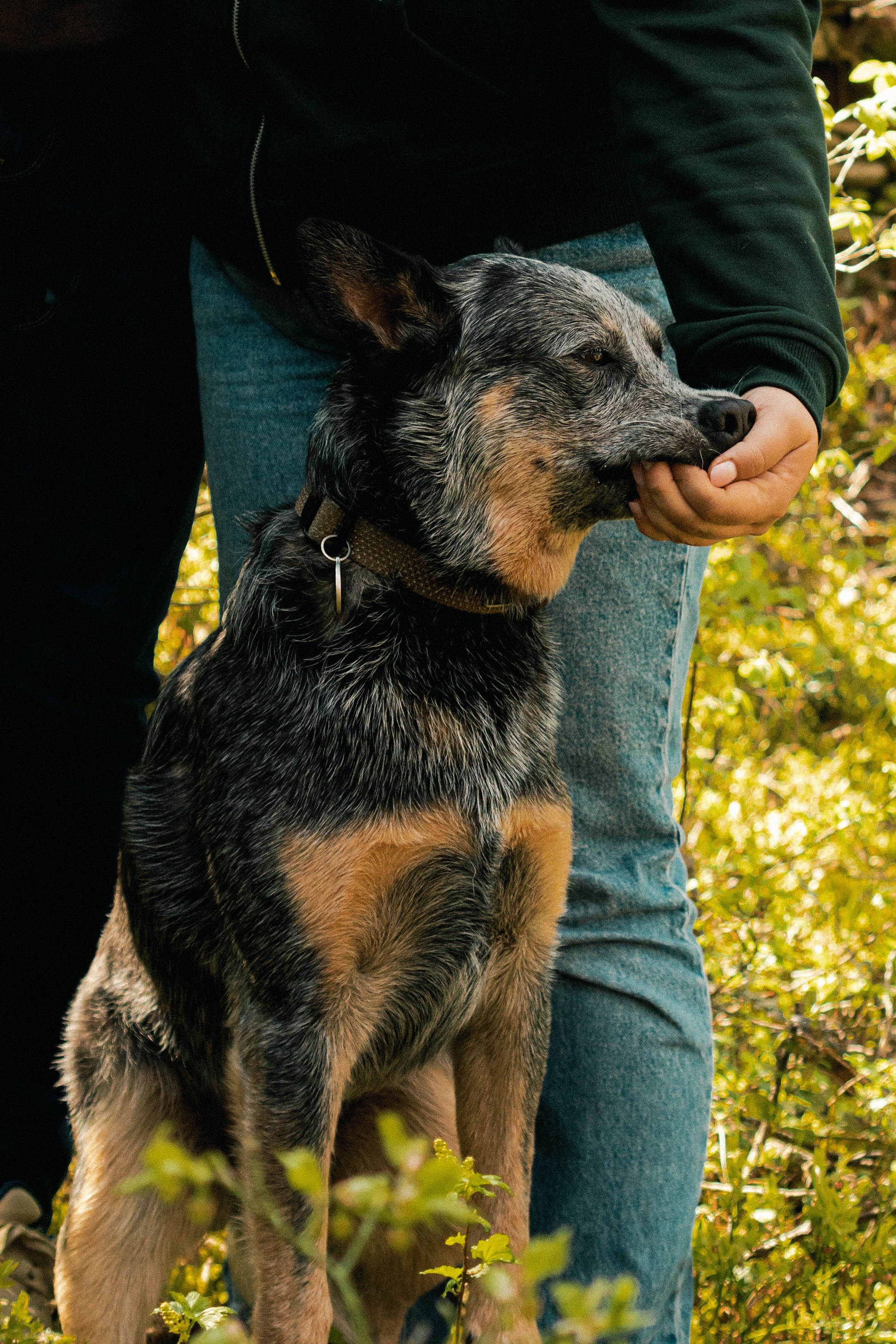 Oskar, Maria & Dmitrii. Kat Laisaar — Pet photographer in Tallinn