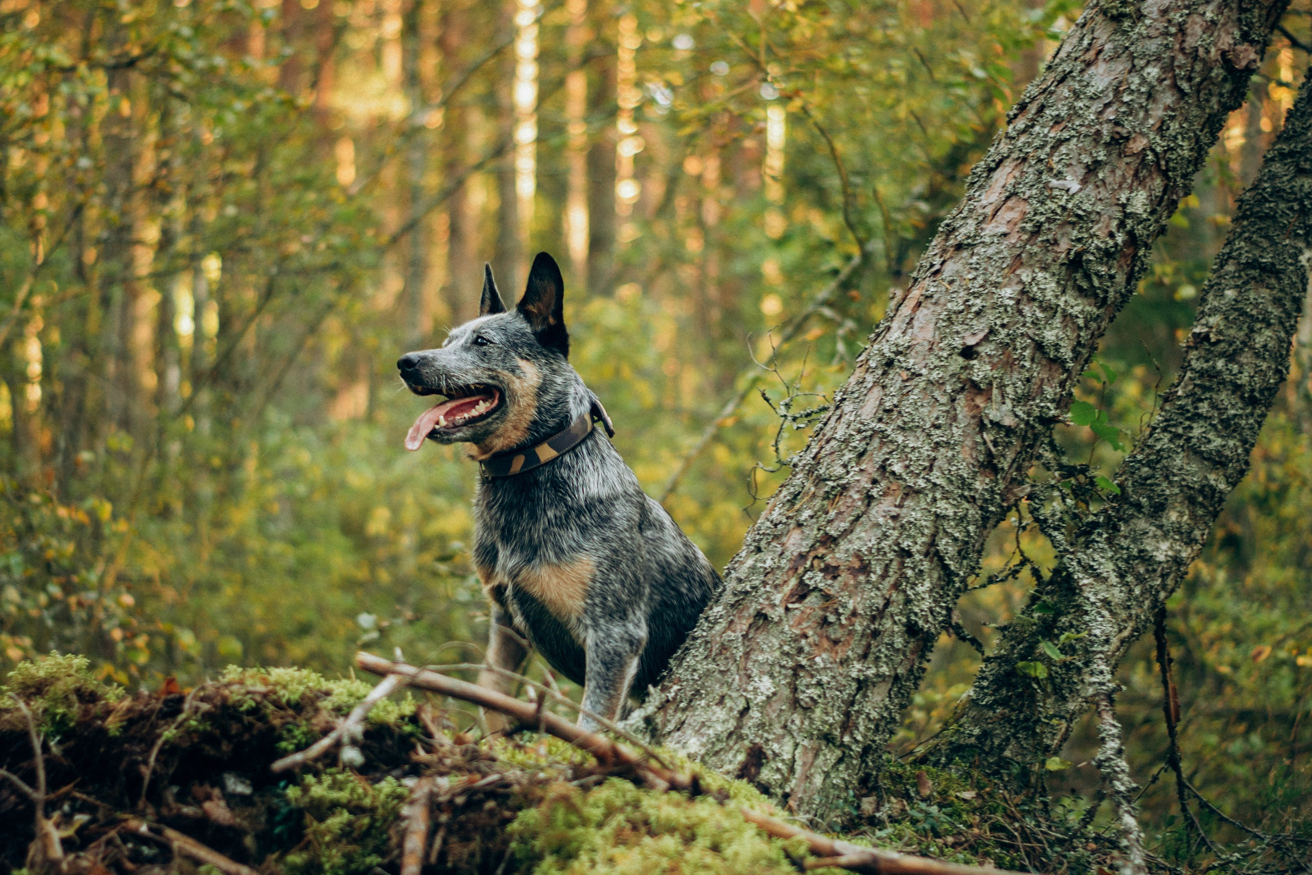 Polina and her Dakota, Blue Heeler. Kat Laisaar — Pet photographer in Tallinn