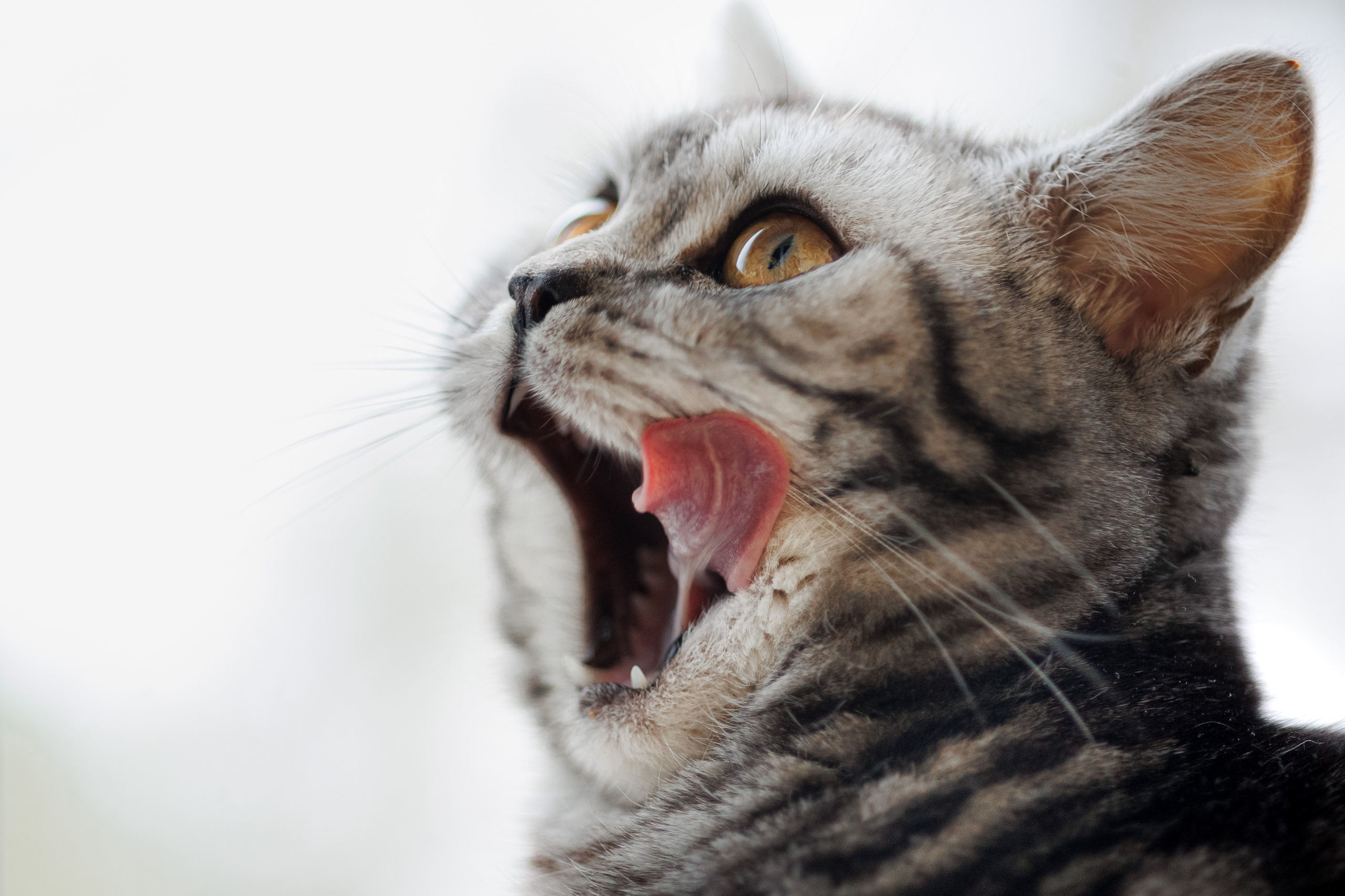 Cats. Timeless Wedding & Event Photography — based London, working across Europe