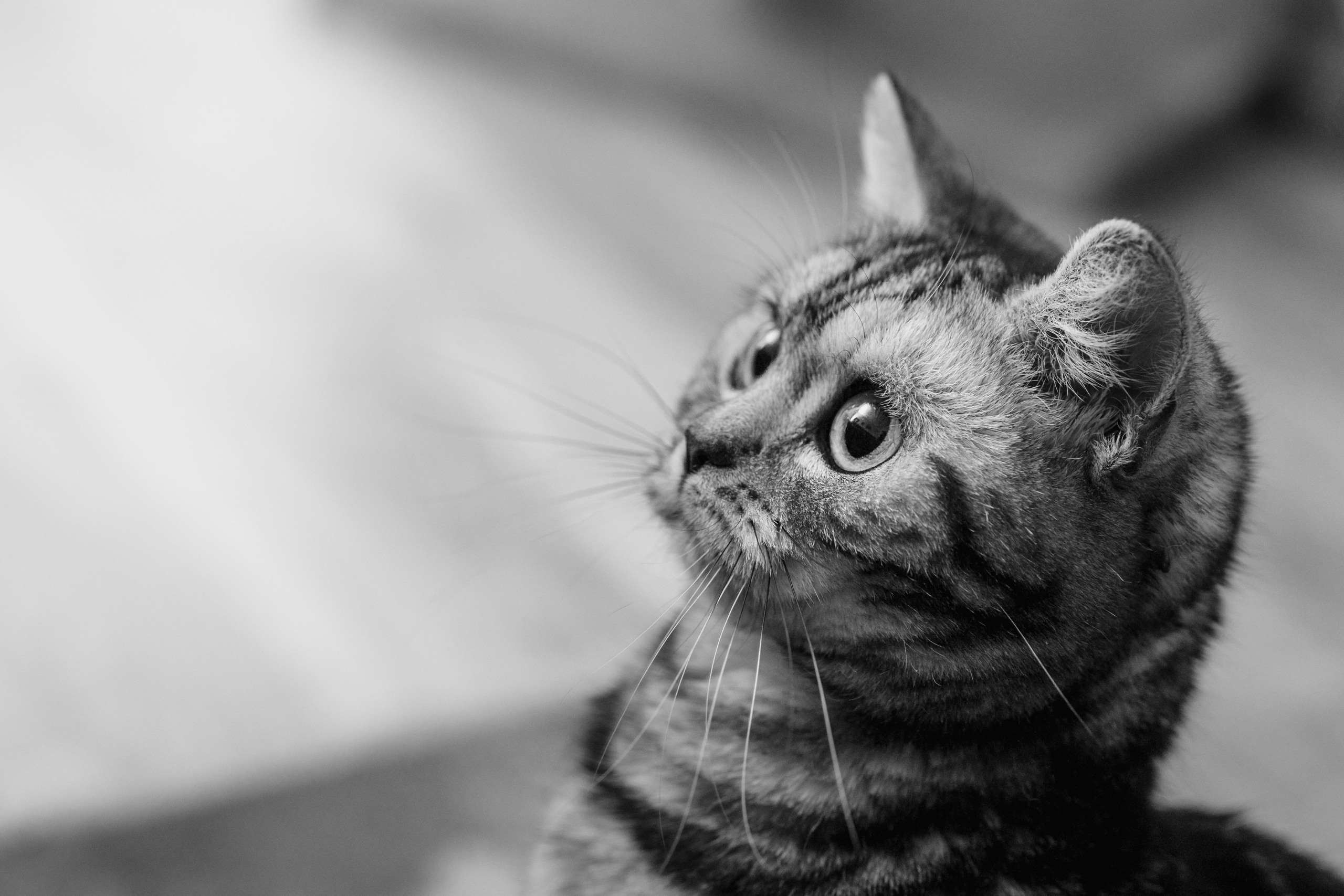 Cats. Timeless Wedding & Event Photography — based London, working across Europe