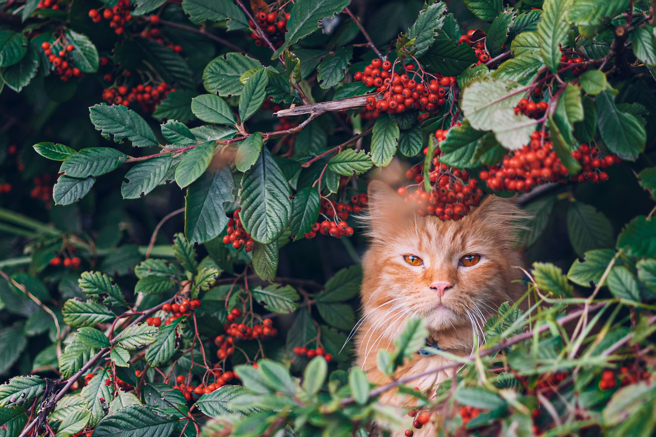 Cats. Timeless Wedding & Event Photography — based London, working across Europe