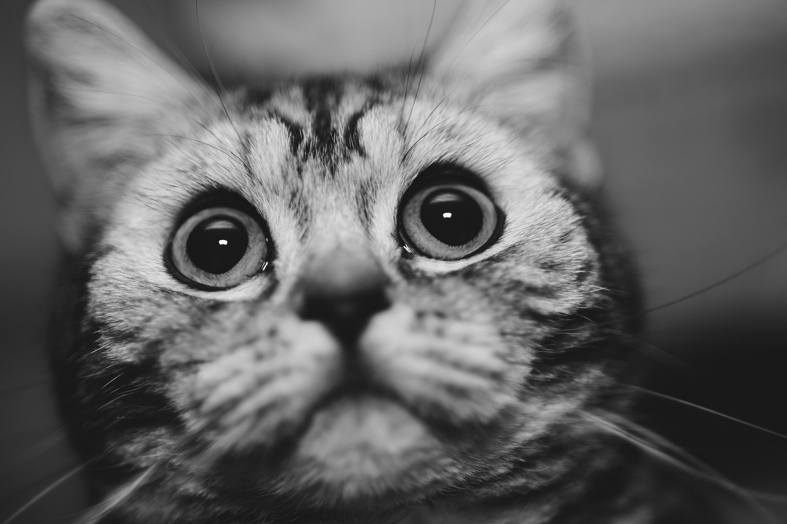 Cats. Timeless Wedding & Event Photography — based London, working across Europe