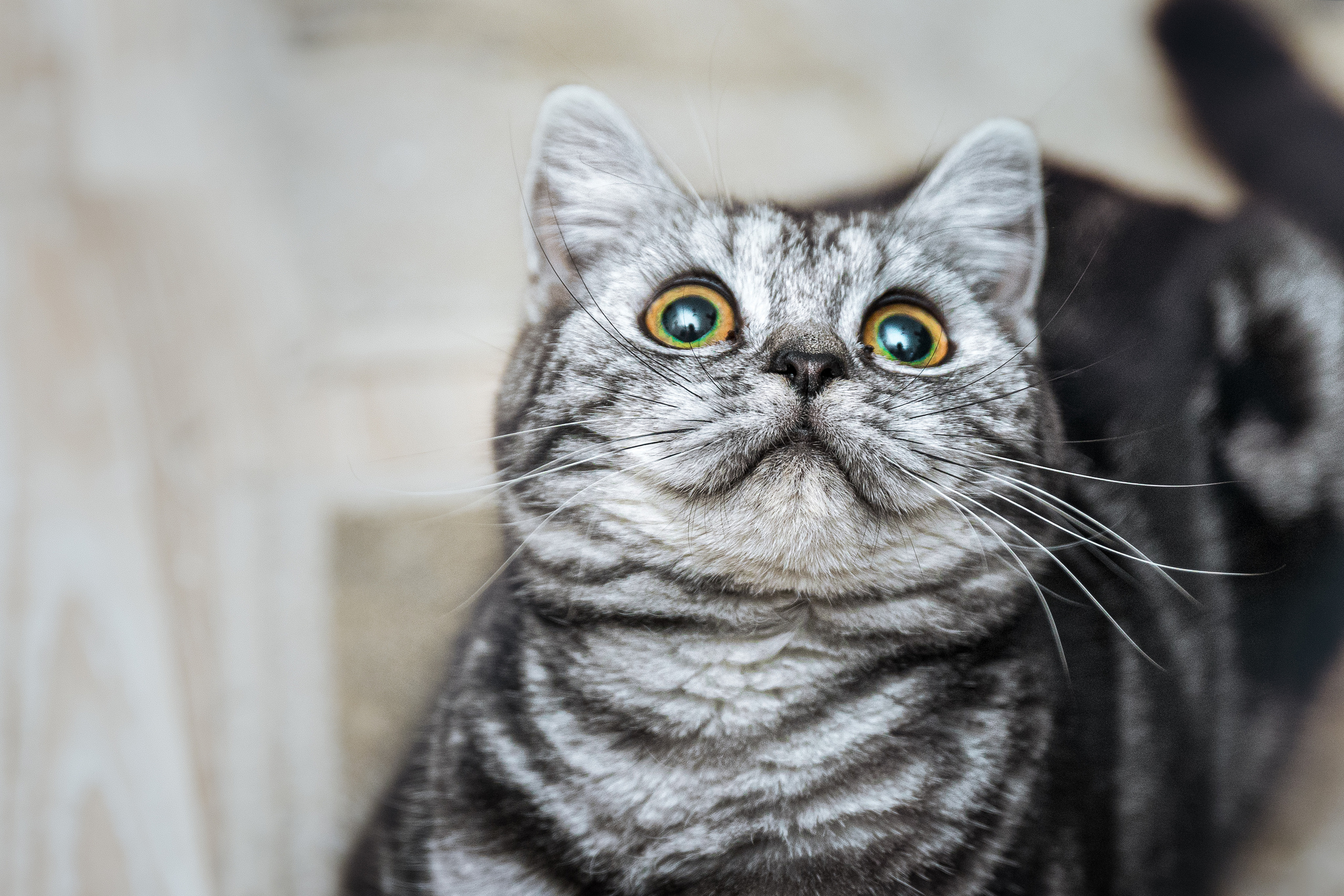 Cats. Timeless Wedding & Event Photography — based London, working across Europe