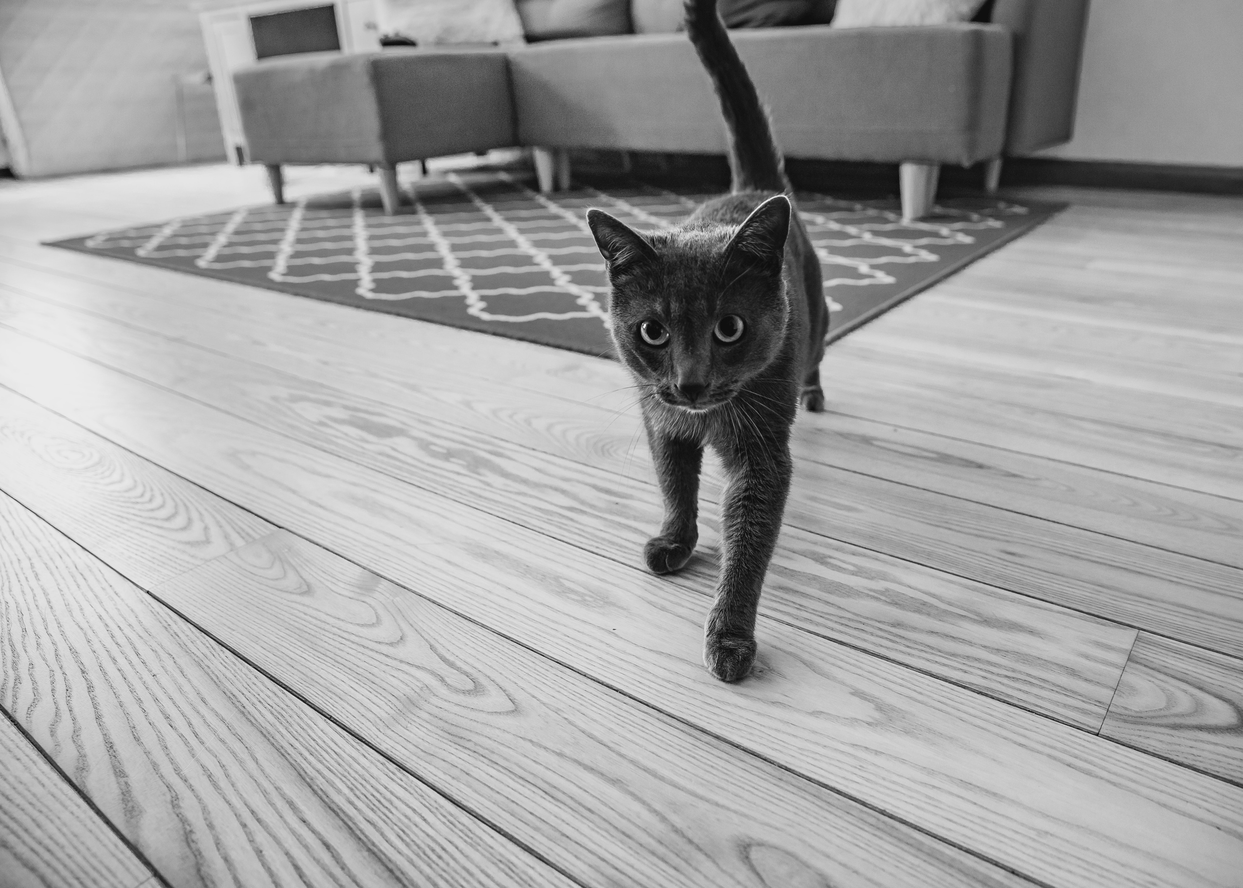 Cats. Timeless Wedding & Event Photography — based London, working across Europe