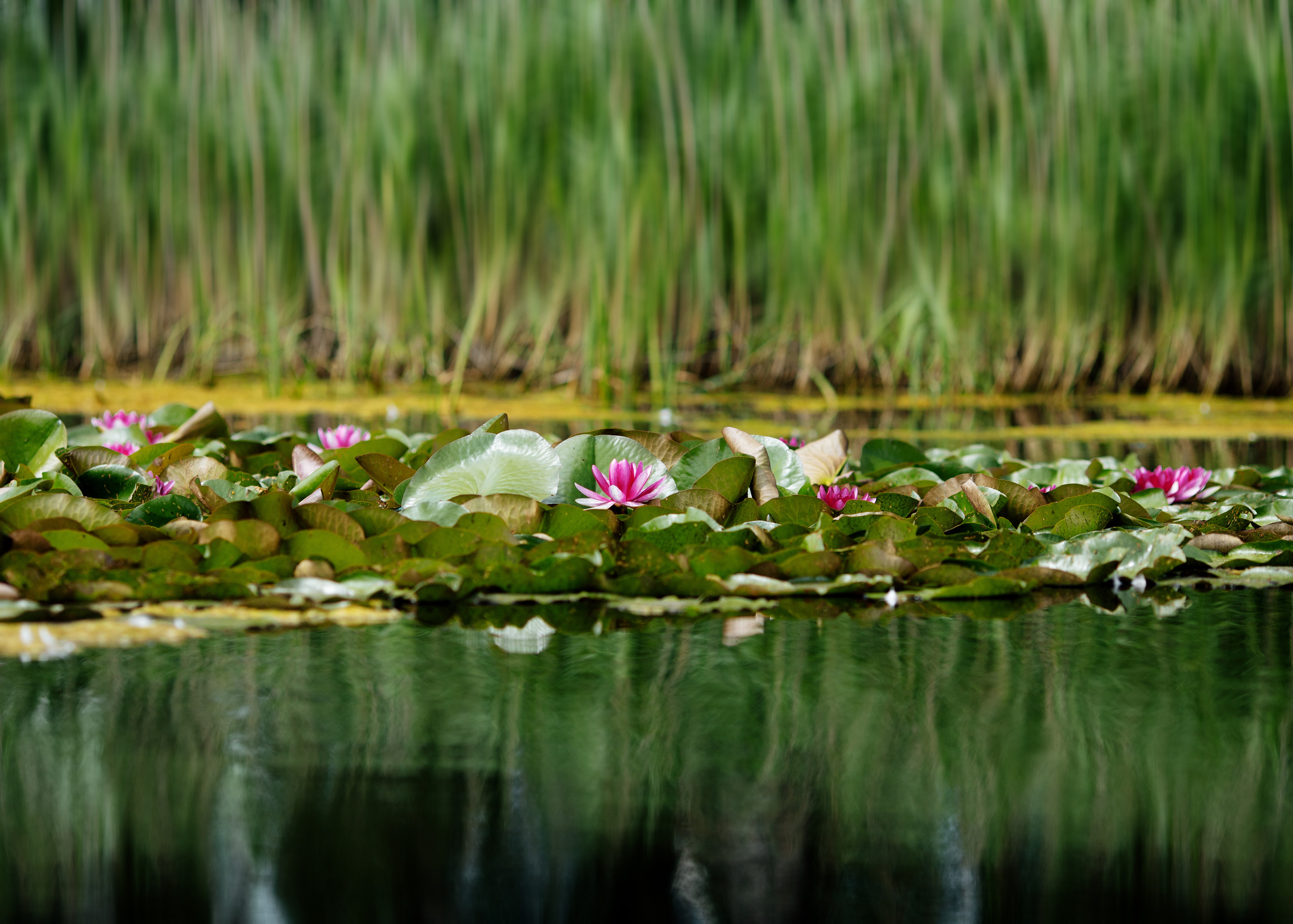 Nature. Timeless Wedding & Event Photography from London to the world