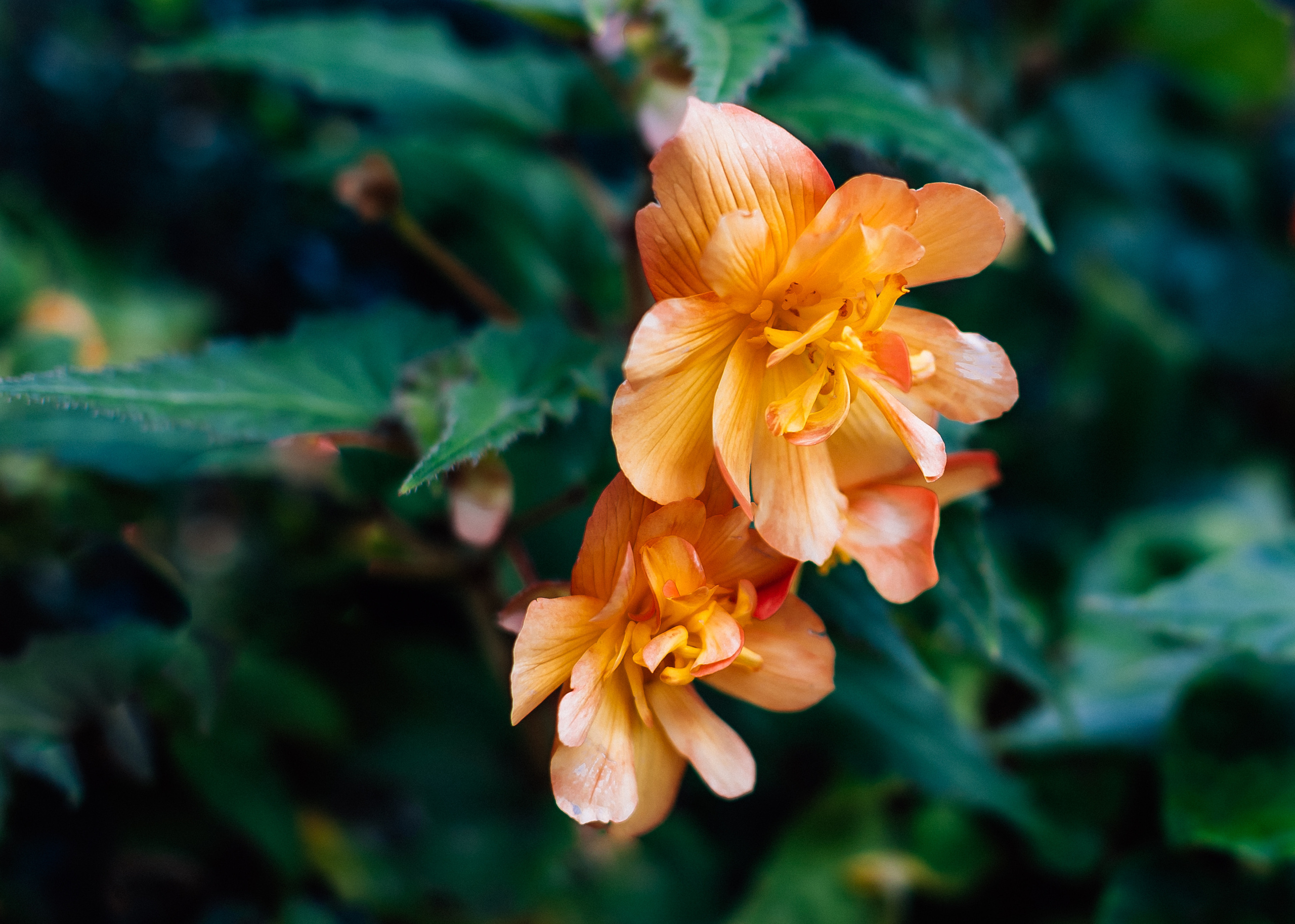 Nature. Timeless Wedding & Event Photography from London to the world