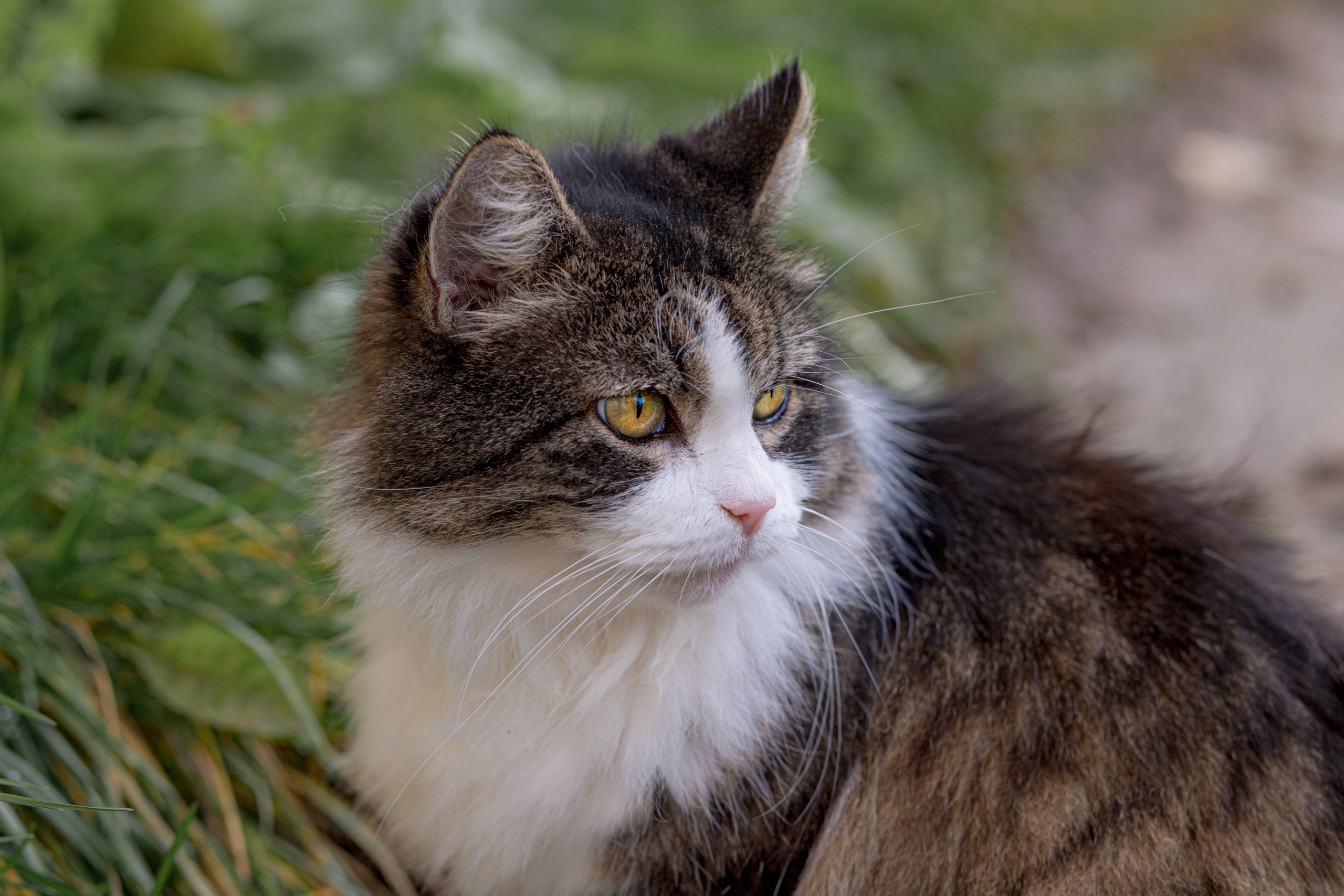 Cats. Timeless Wedding & Event Photography — based London, working across Europe