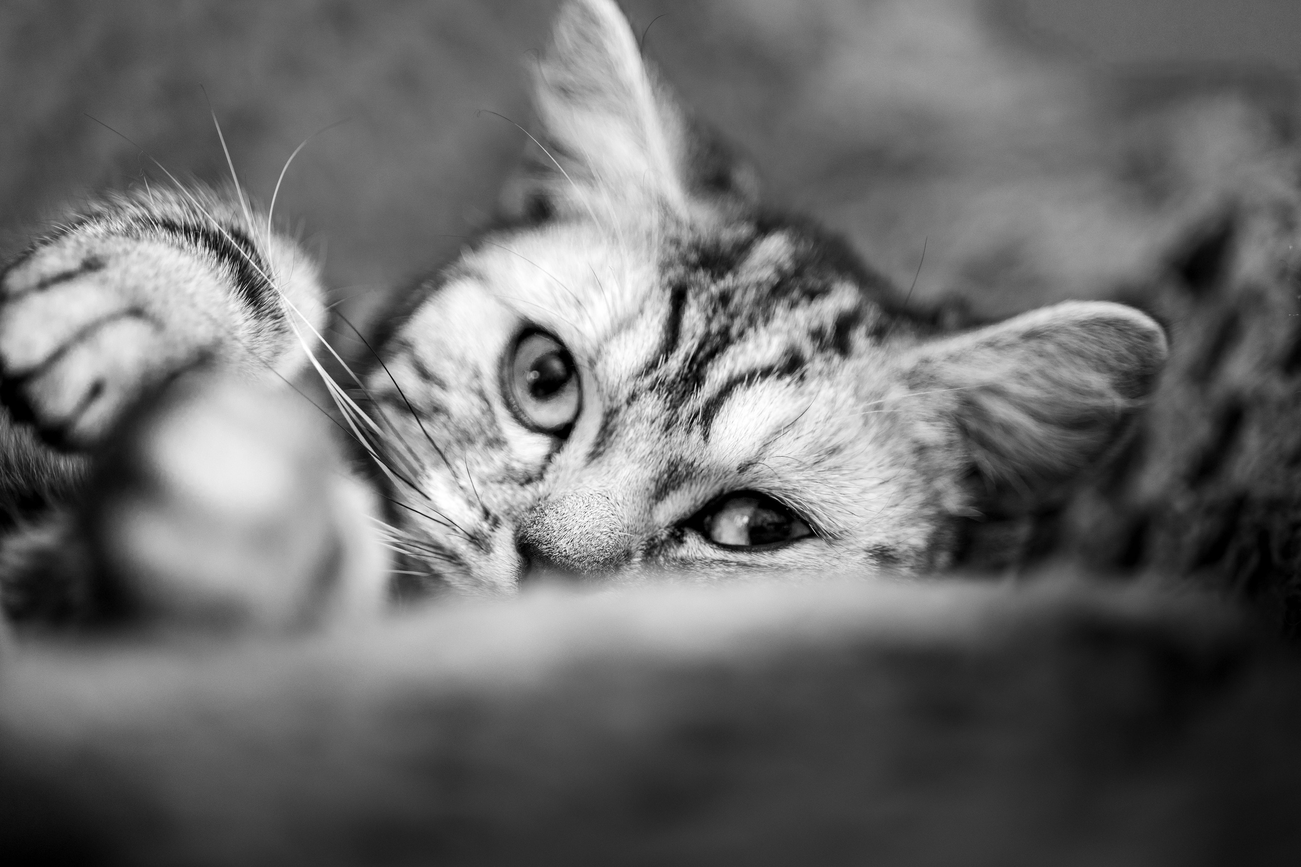 Cats. Timeless Wedding & Event Photography — based London, working across Europe