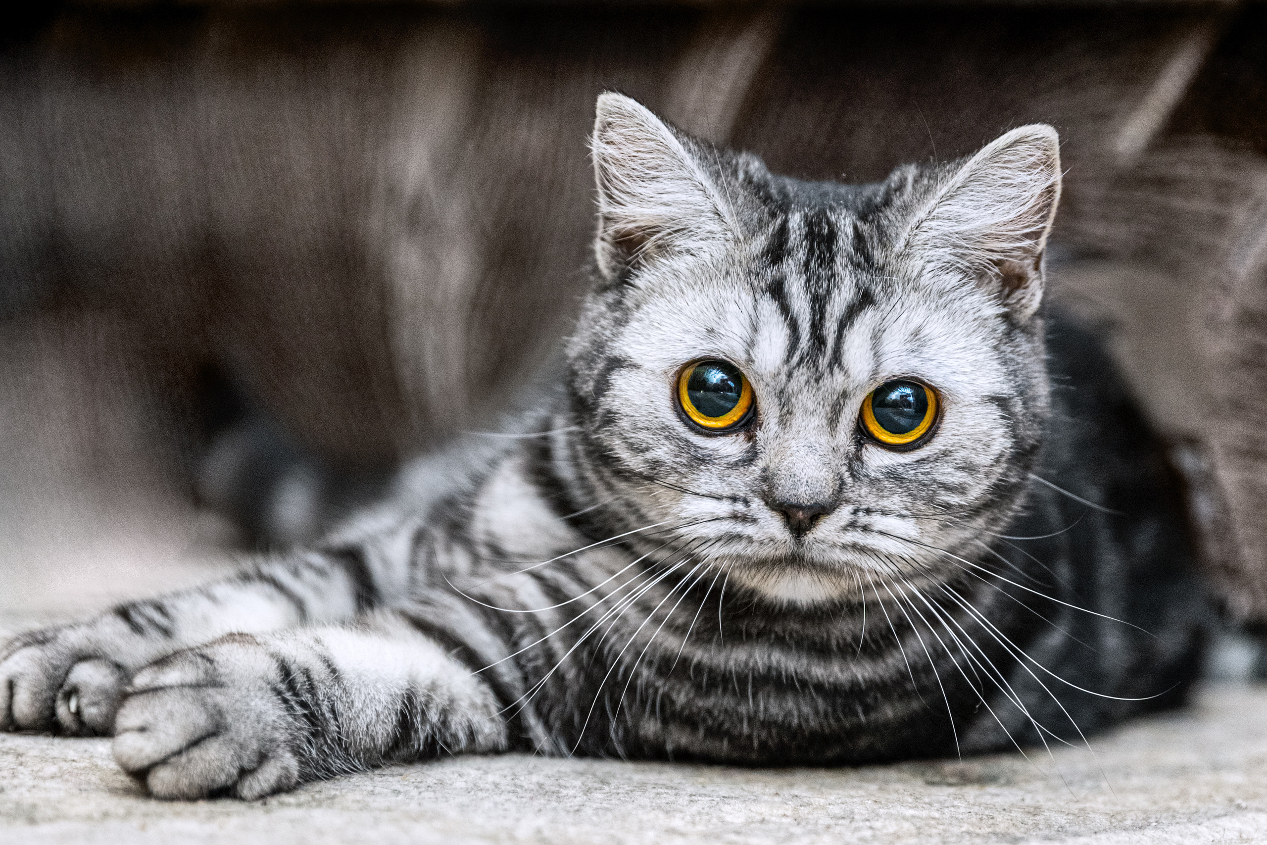 Cats. Timeless Wedding & Event Photography — based London, working across Europe