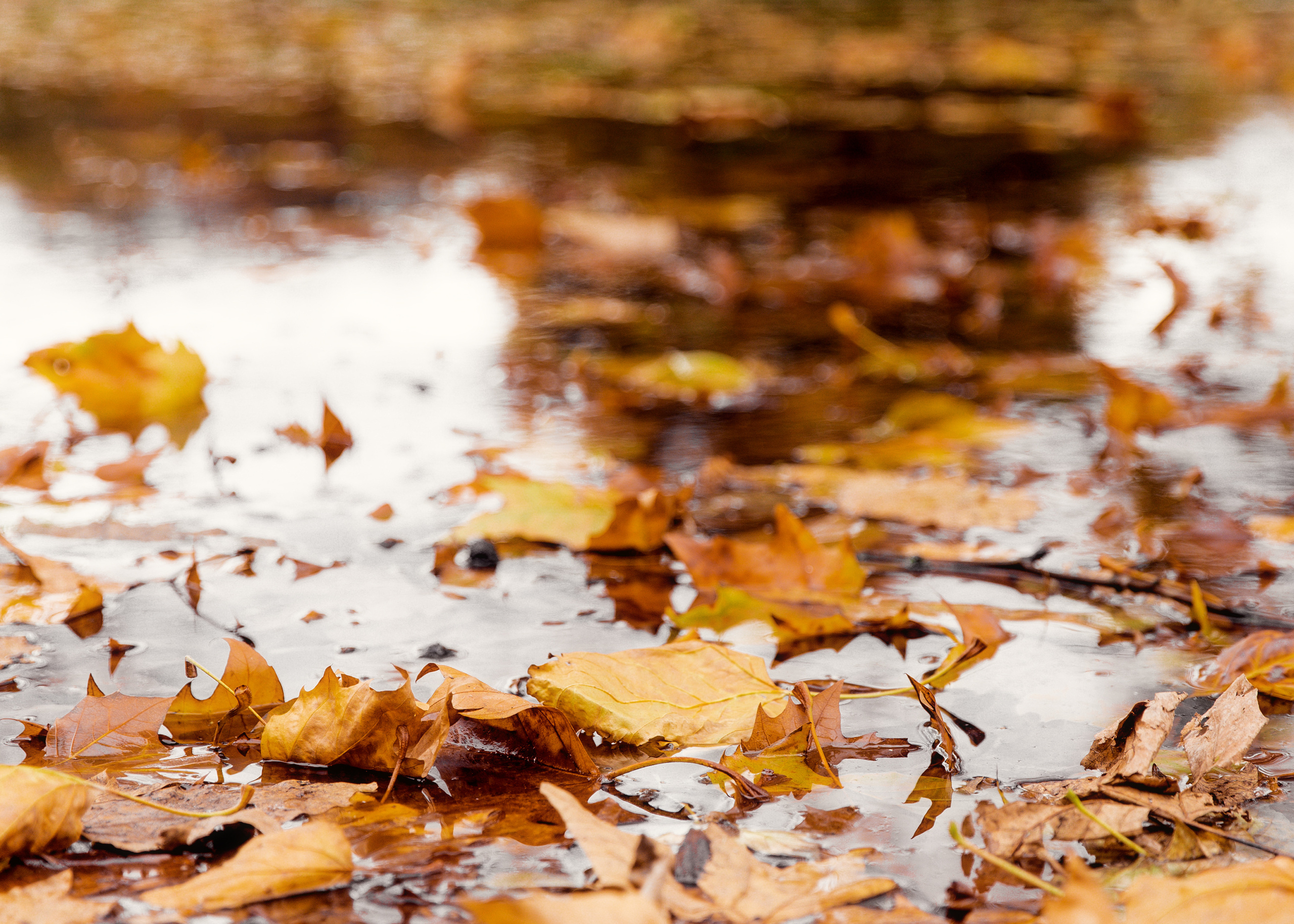 Nature. Timeless Wedding & Event Photography from London to the world