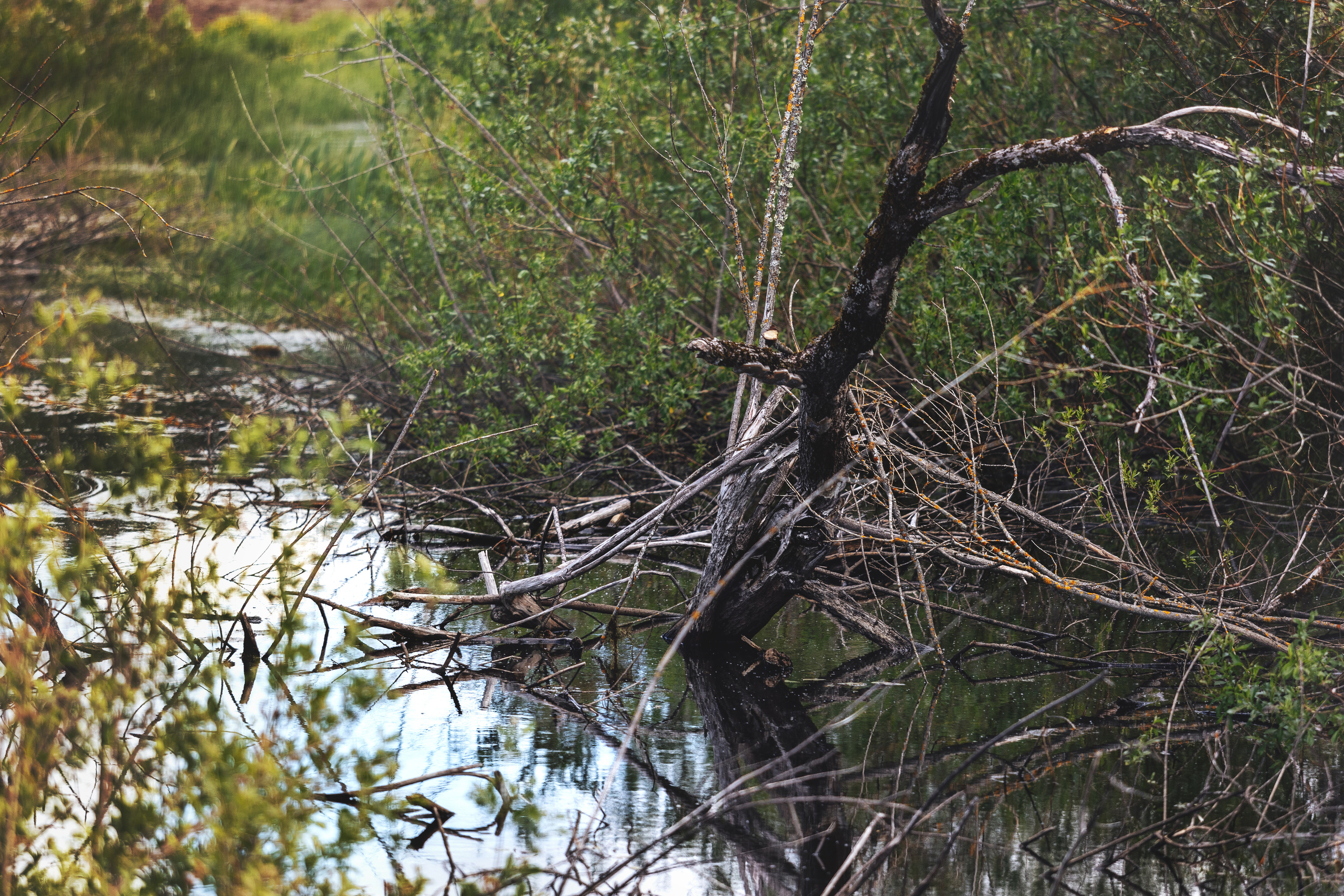 Nature. Timeless Wedding & Event Photography from London to the world
