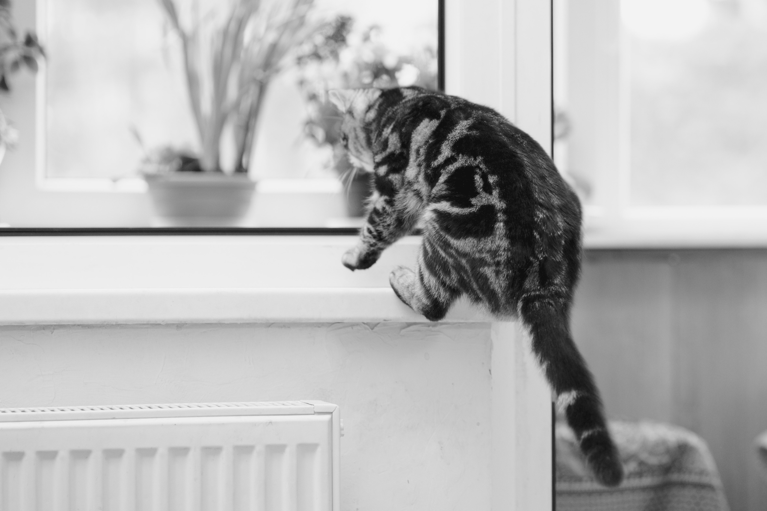 Cats. Timeless Wedding & Event Photography — based London, working across Europe