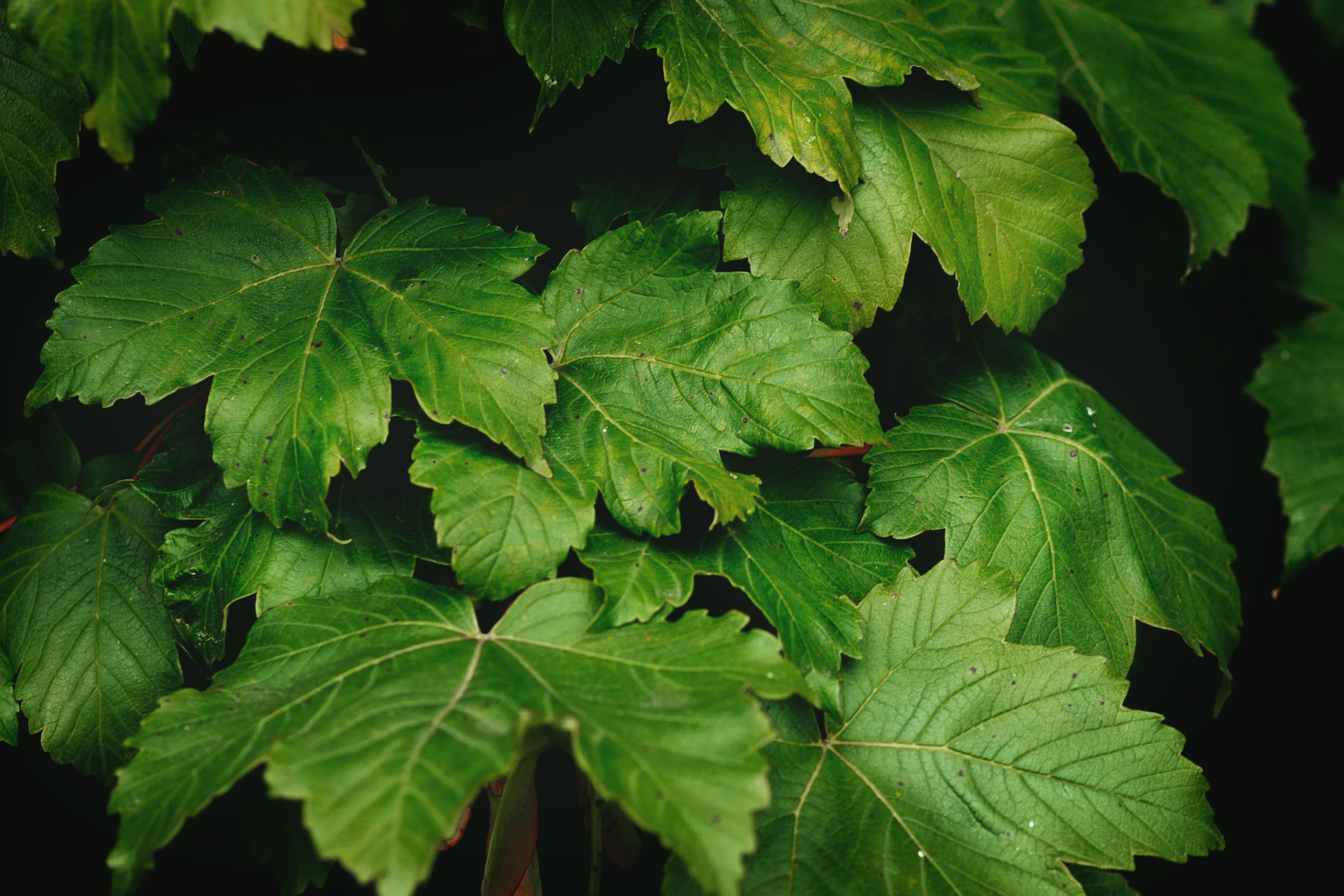 Nature. Timeless Wedding & Event Photography from London to the world