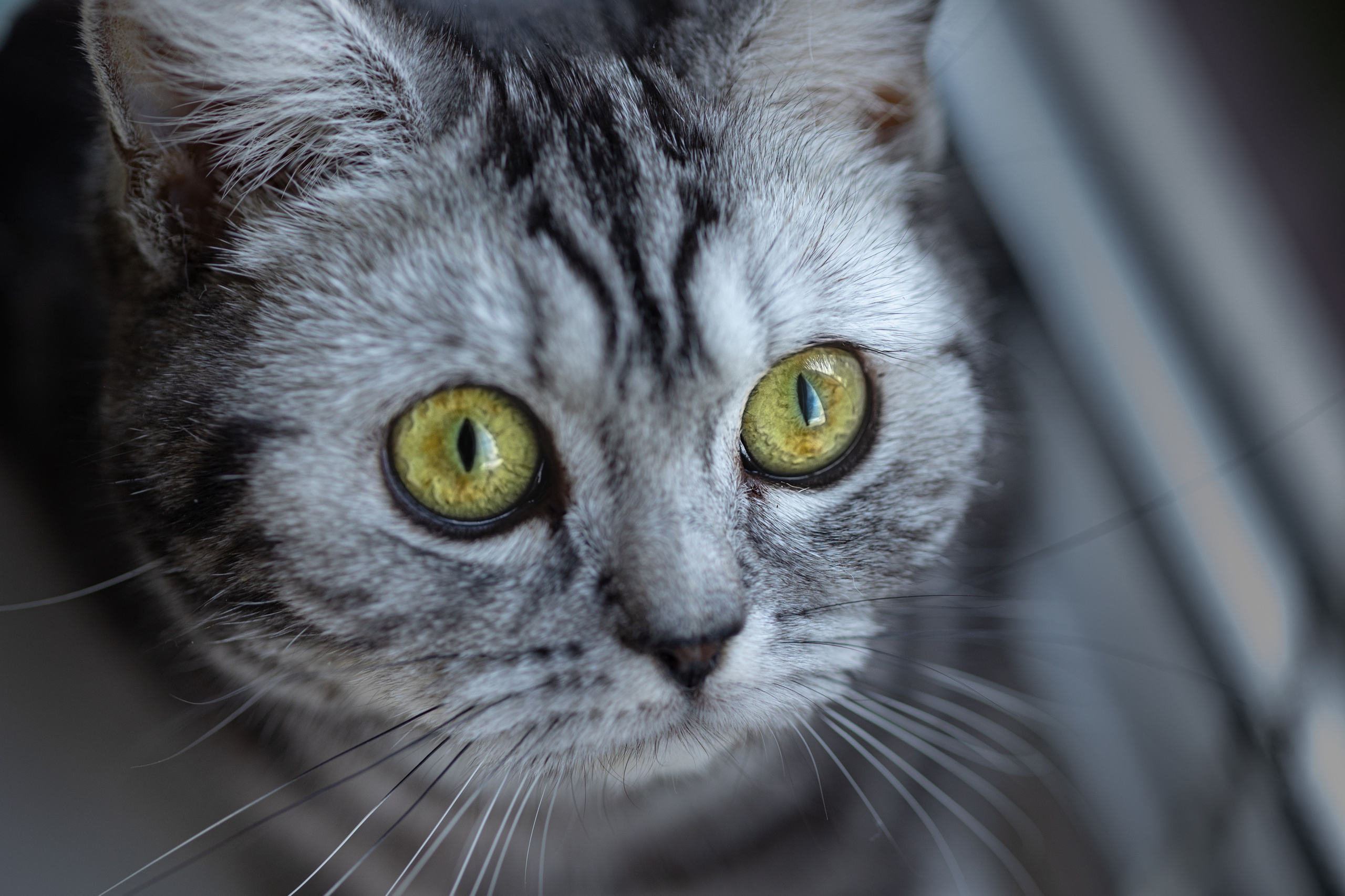 Cats. Timeless Wedding & Event Photography — based London, working across Europe