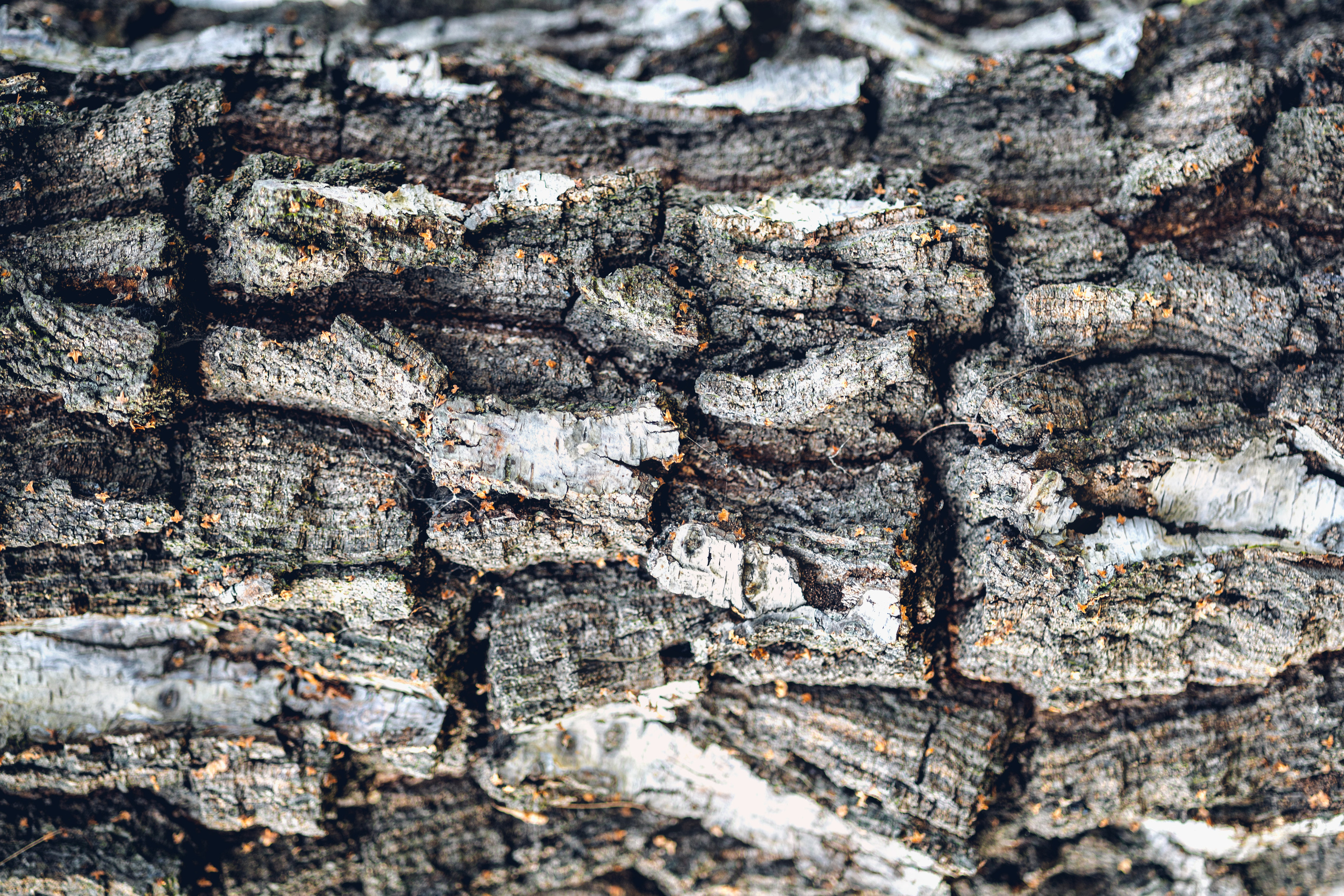 Nature. Timeless Wedding & Event Photography from London to the world