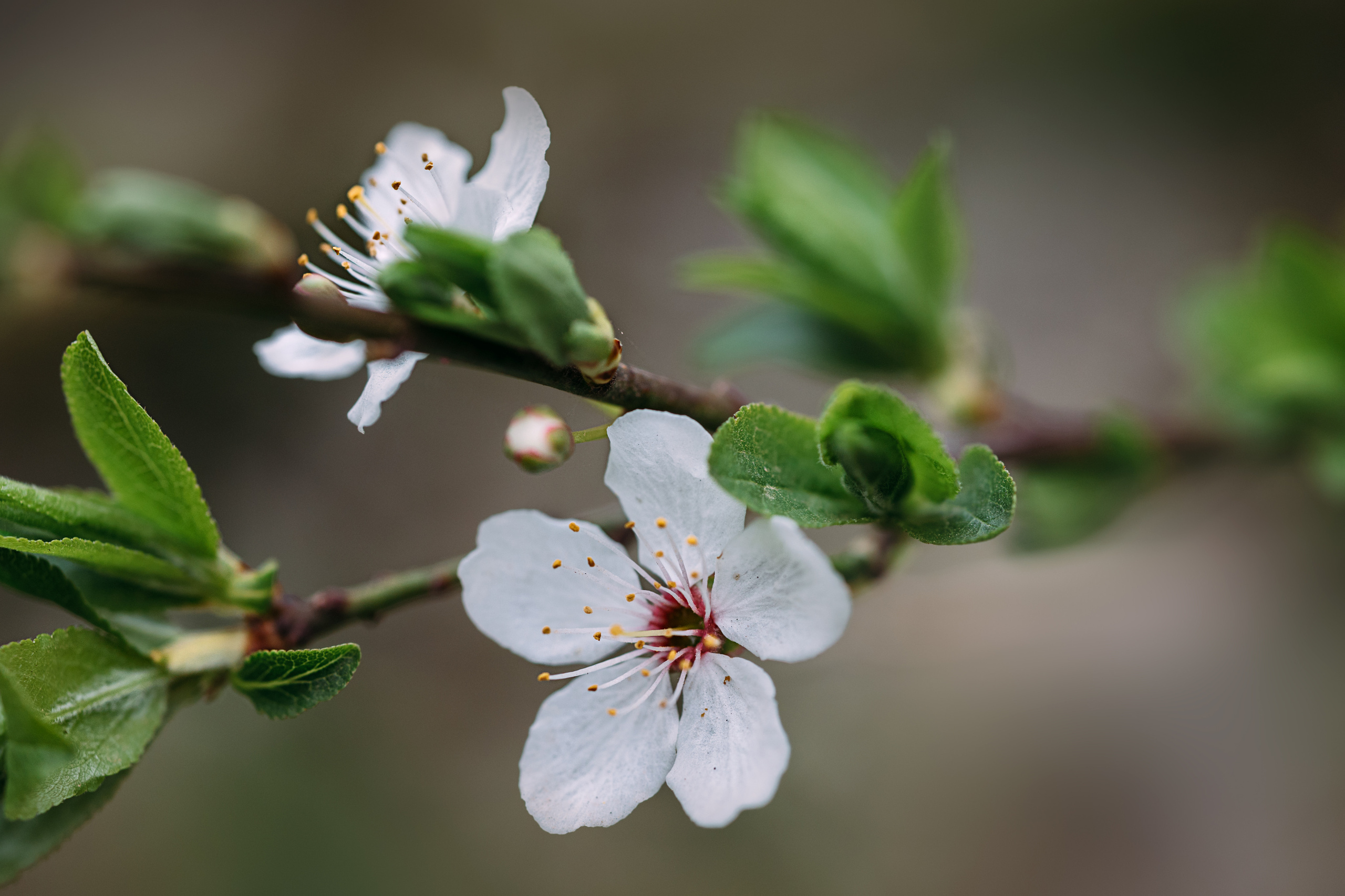 Nature. Timeless Wedding & Event Photography from London to the world