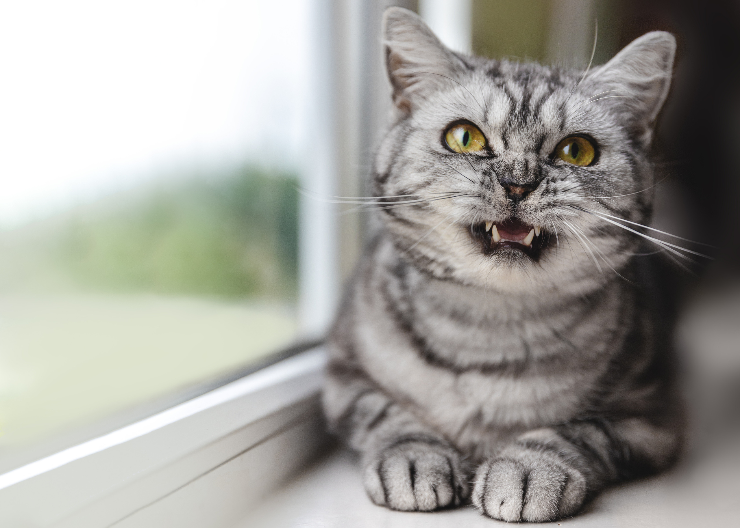 Cats. Timeless Wedding & Event Photography — based London, working across Europe