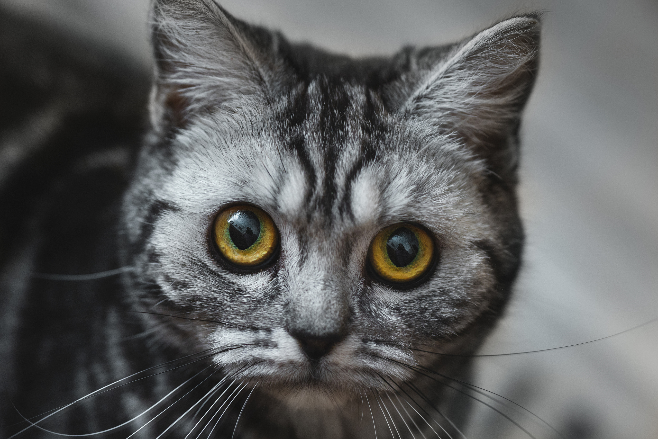 Cats. Timeless Wedding & Event Photography — based London, working across Europe