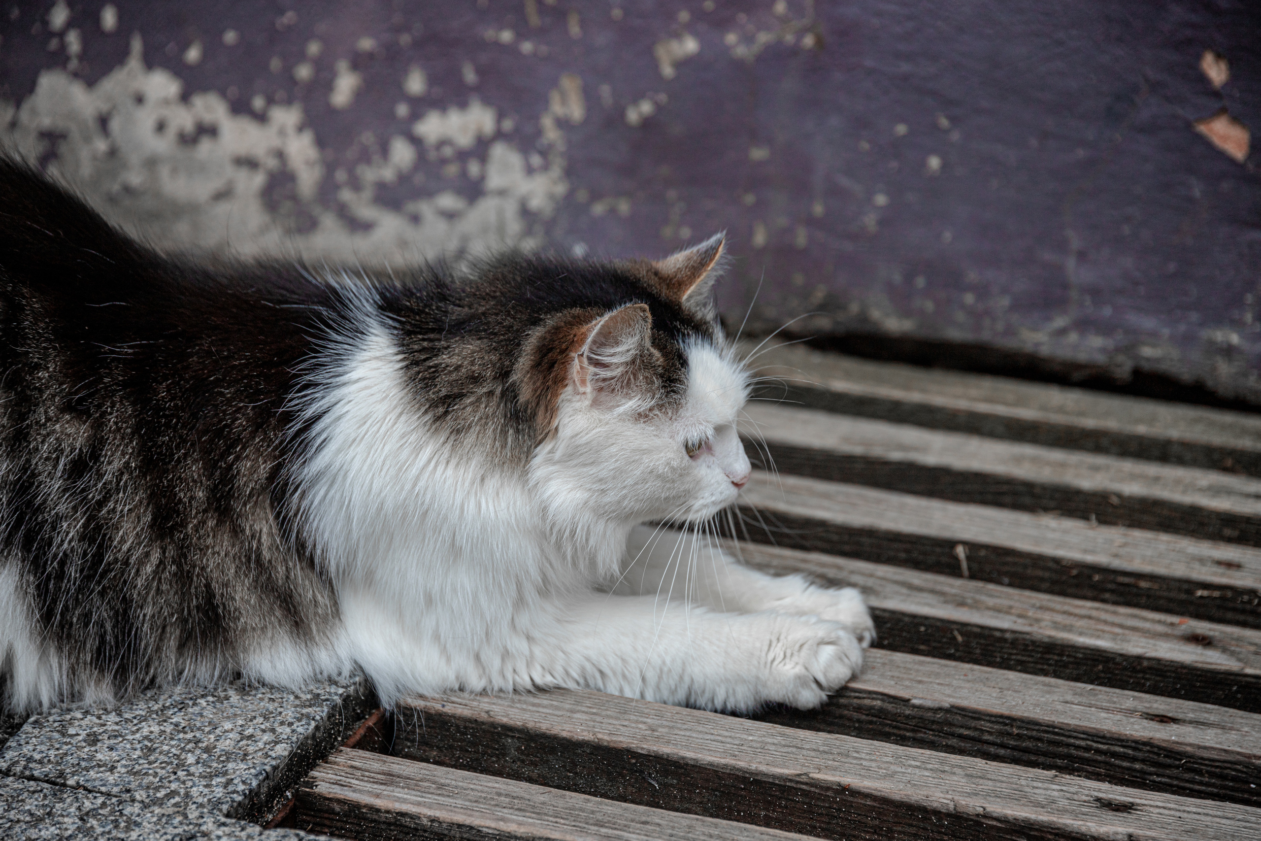 Cats. Timeless Wedding & Event Photography — based London, working across Europe