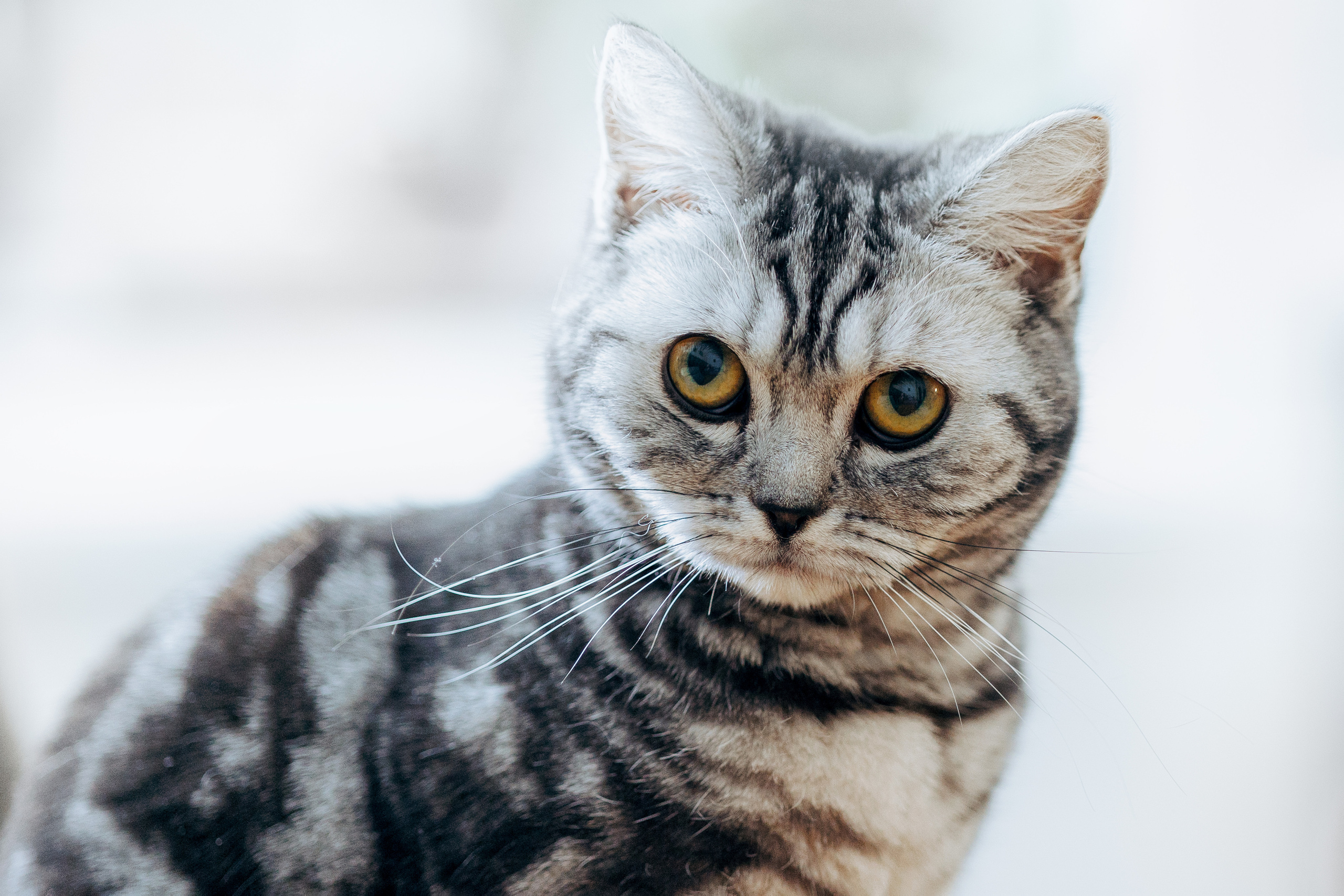 Cats. Timeless Wedding & Event Photography — based London, working across Europe