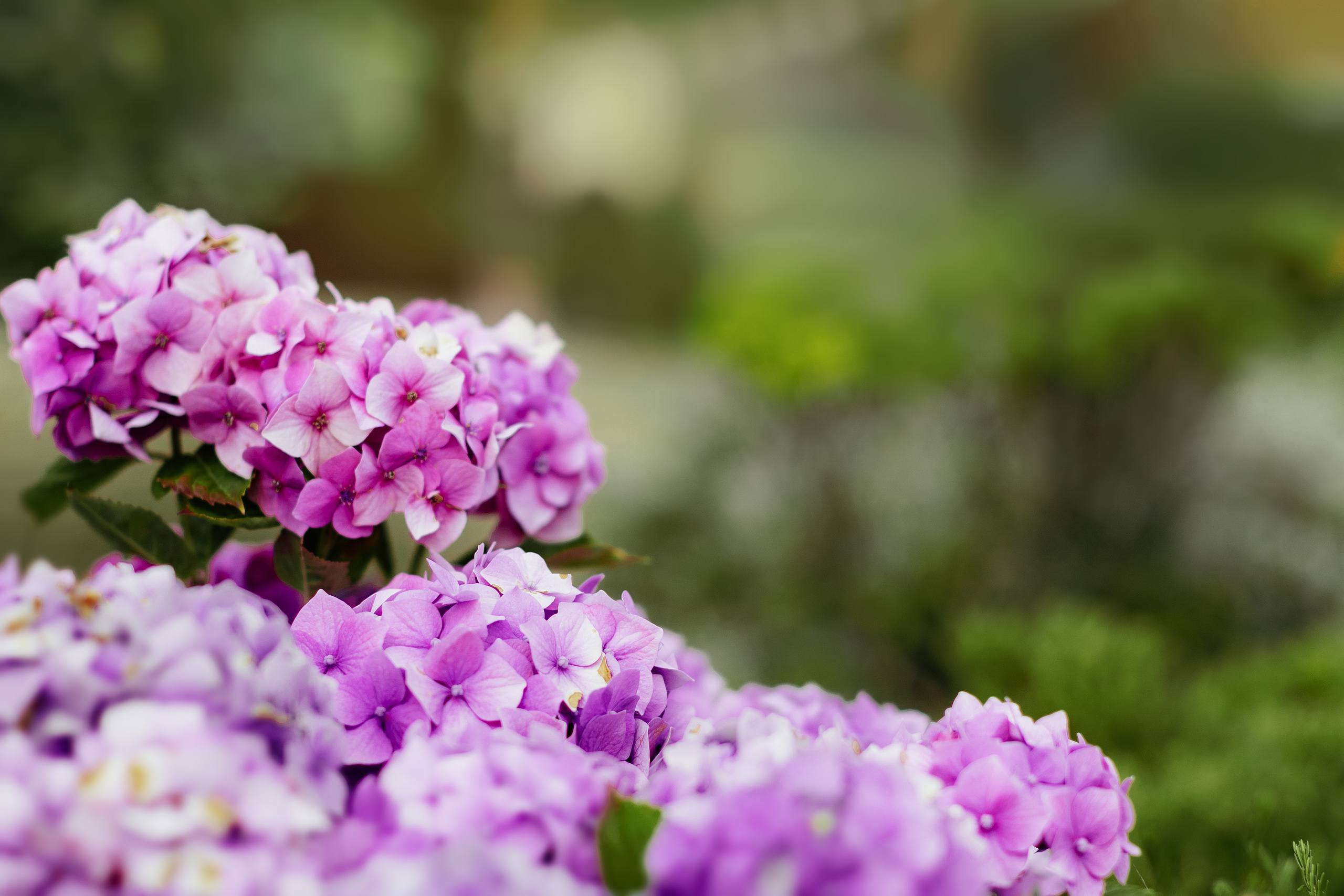 Nature. Timeless Wedding & Event Photography from London to the world