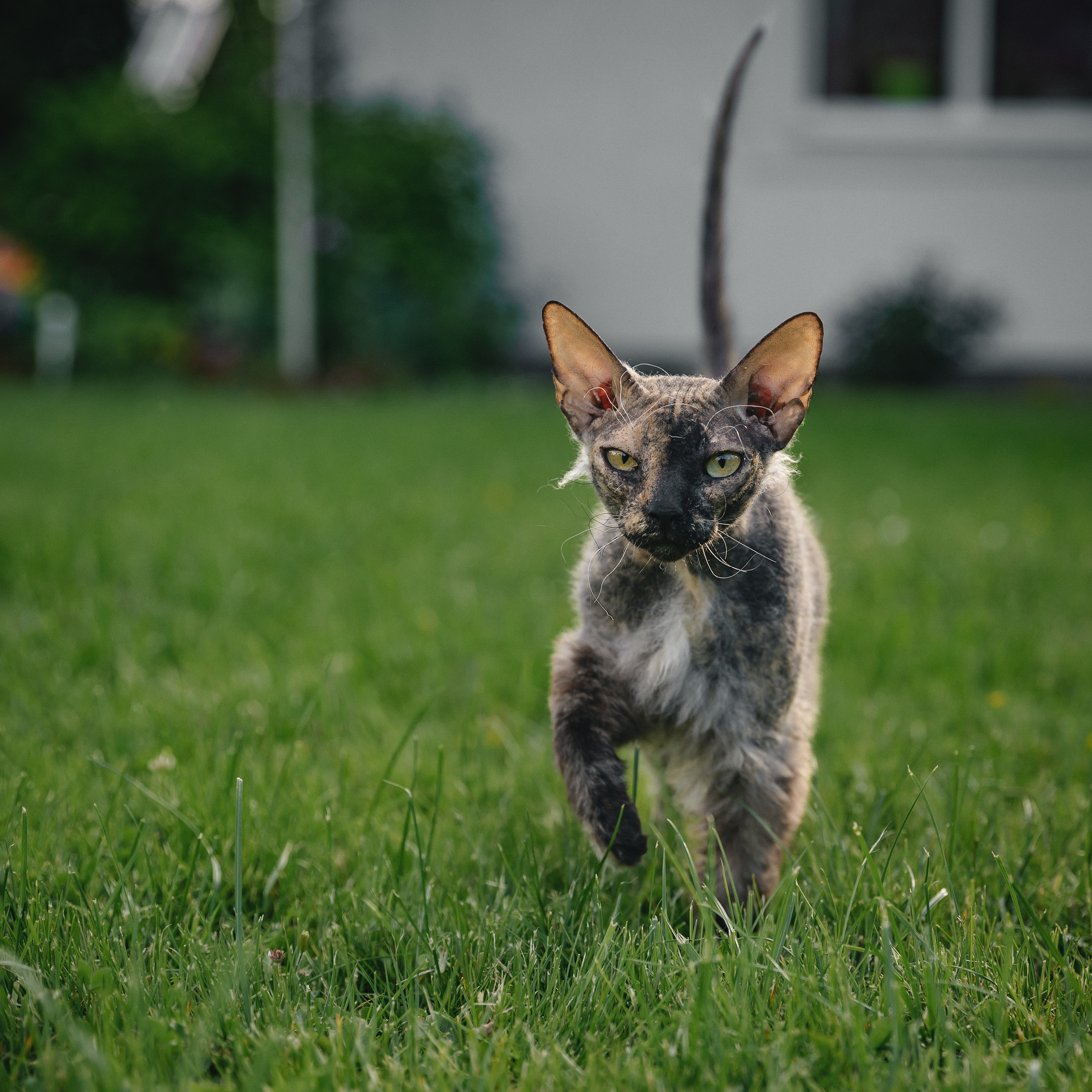 Cats. Timeless Wedding & Event Photography — based London, working across Europe