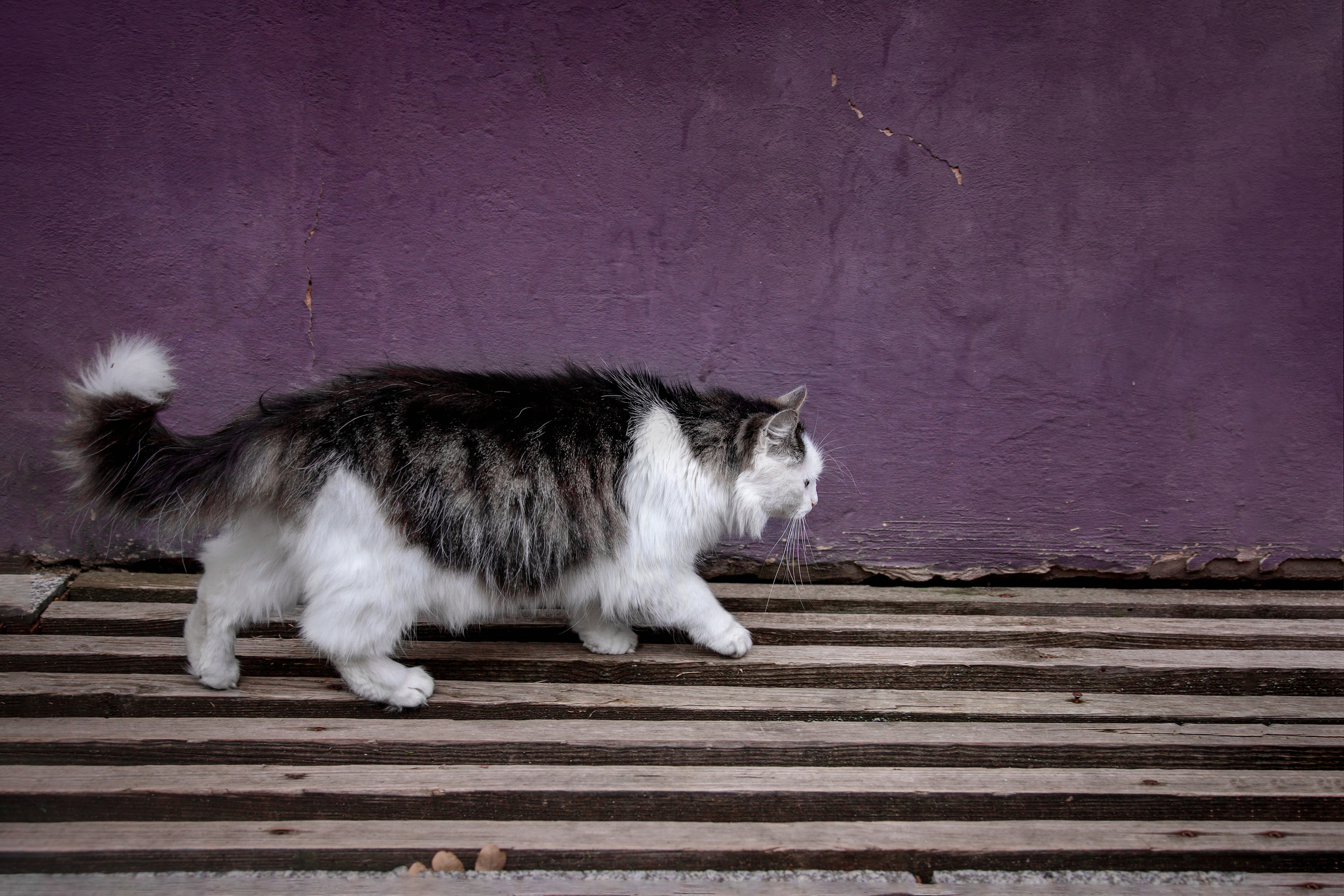 Cats. Timeless Wedding & Event Photography — based London, working across Europe