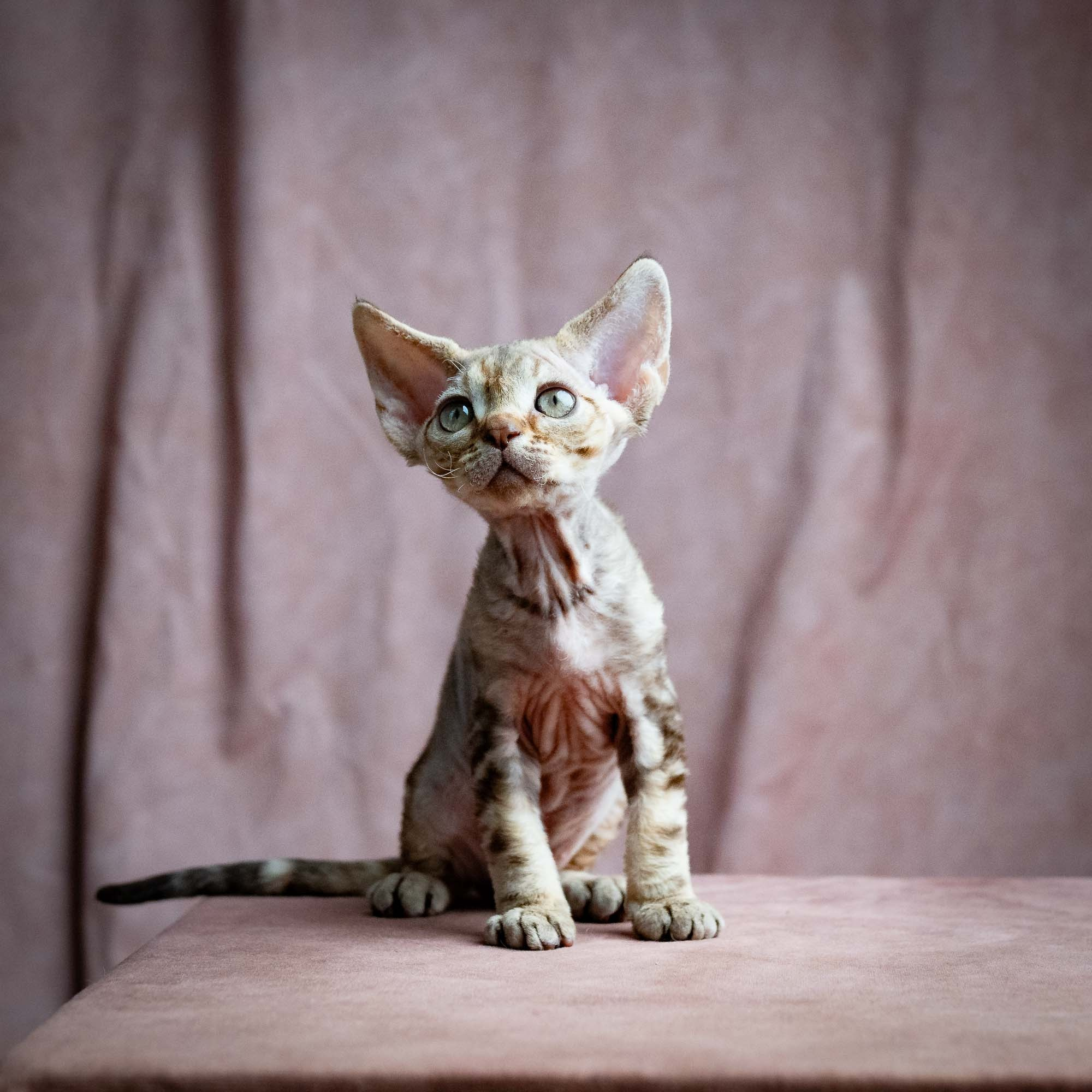 Sirius, boy, born 05.15.26. Devon Rex Pixie Cattery